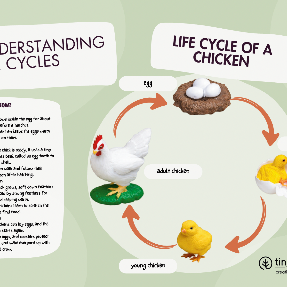 Free Chicken Life Cycle Fun Facts Card