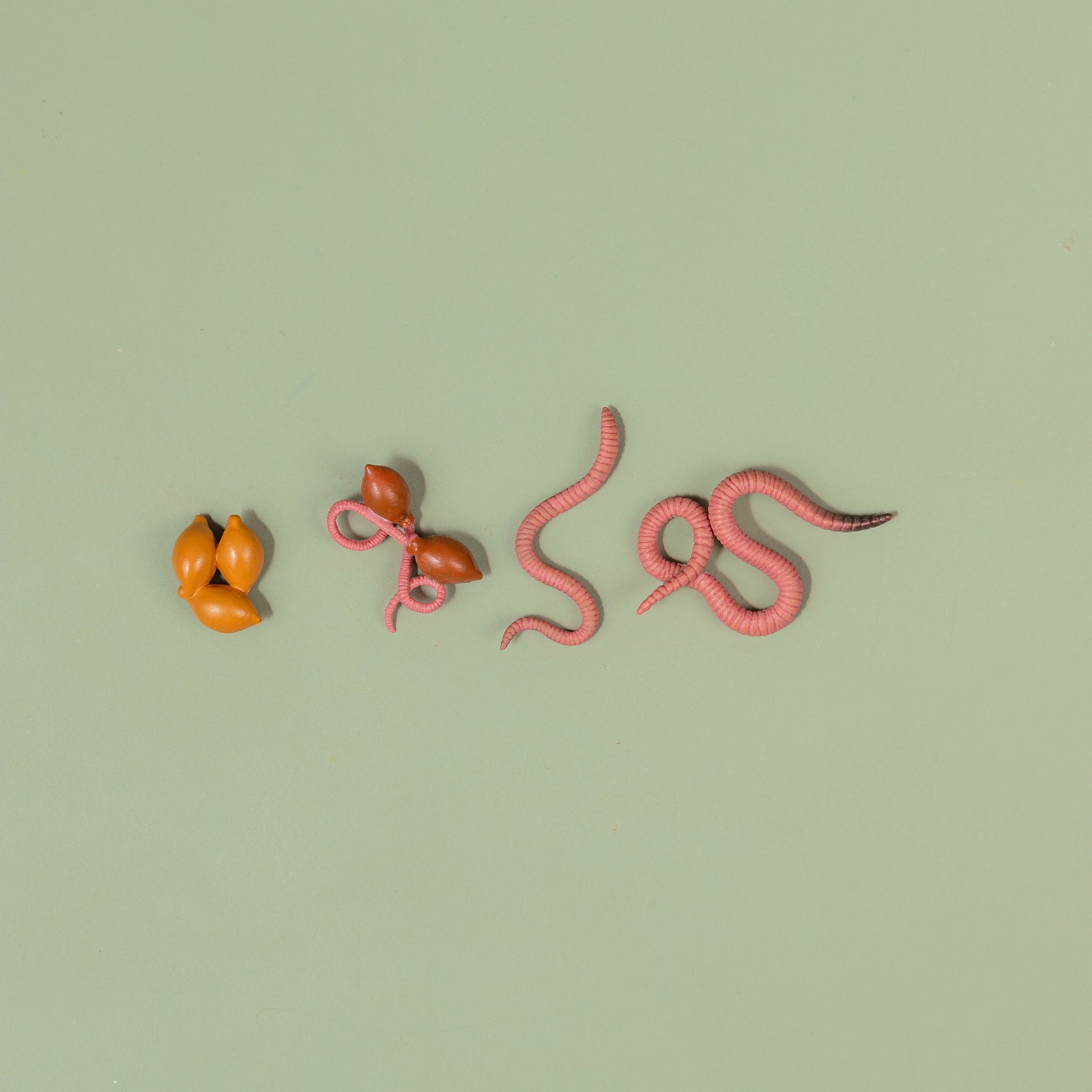 Educational life cycle of the earthworm showing stages of growth