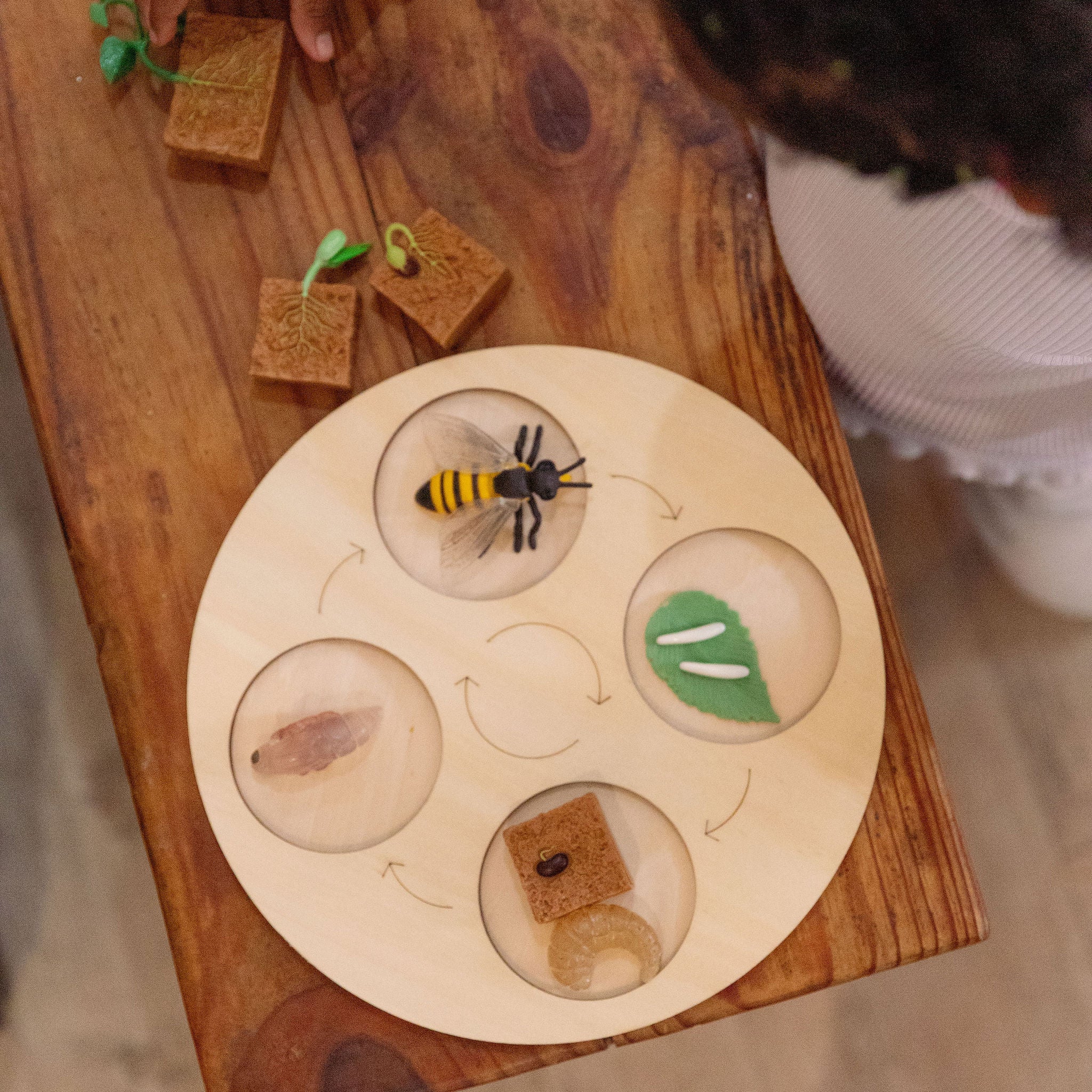 Life cycles learning set for kids hands-on science play