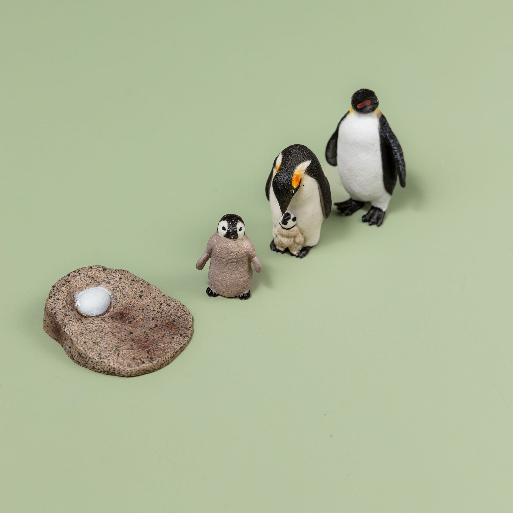 Educational life cycle of the penguin showing stages of growth