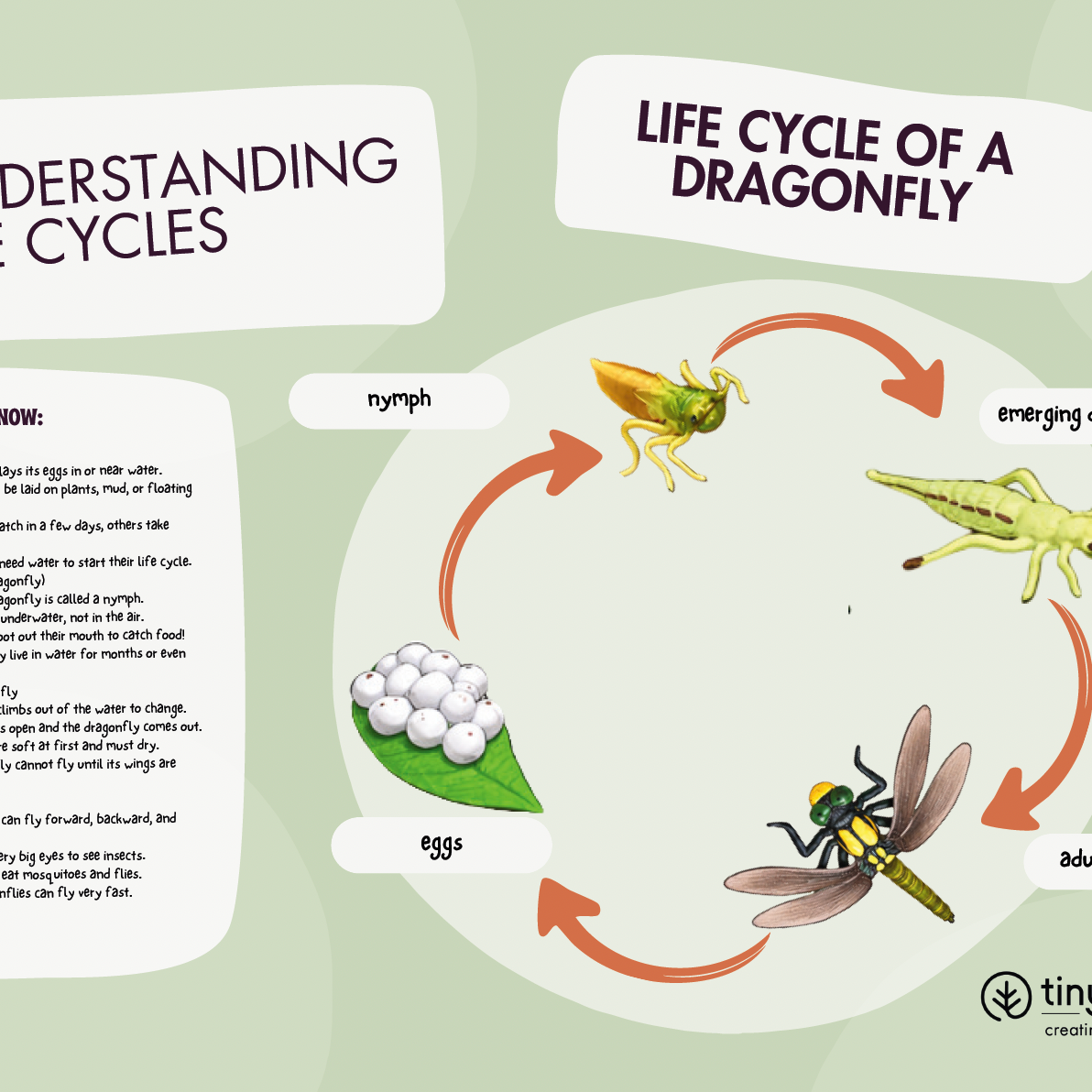 FREE Printable Life Cycle of a Dragonfly