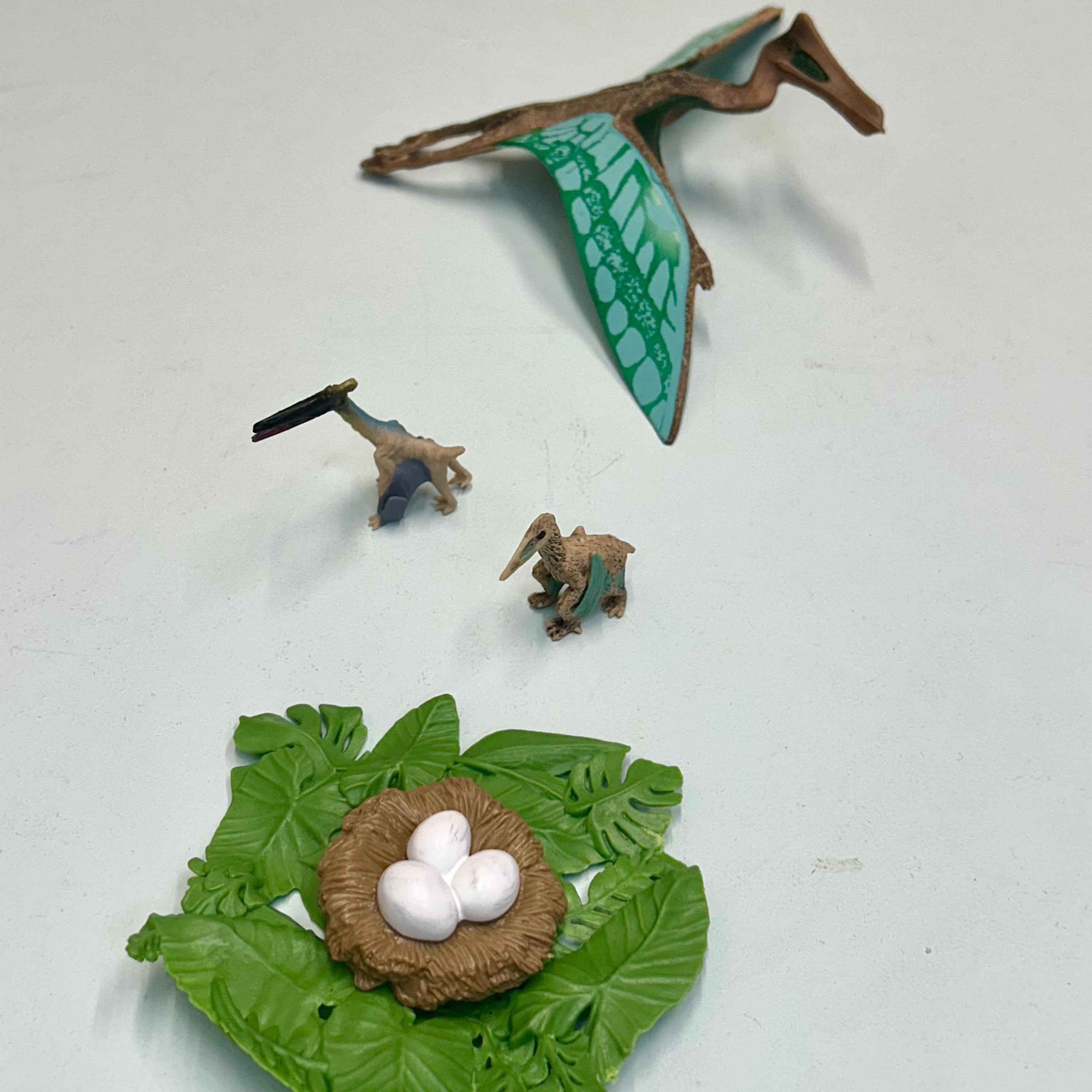 Educational life cycle of the Pterosaur showing stages of growth