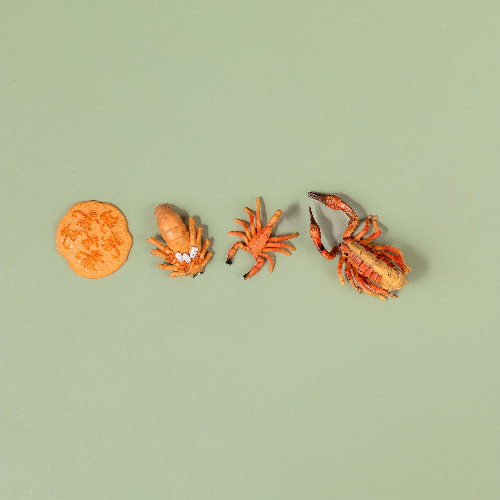 Educational life cycle of the scorpion showing stages of growth