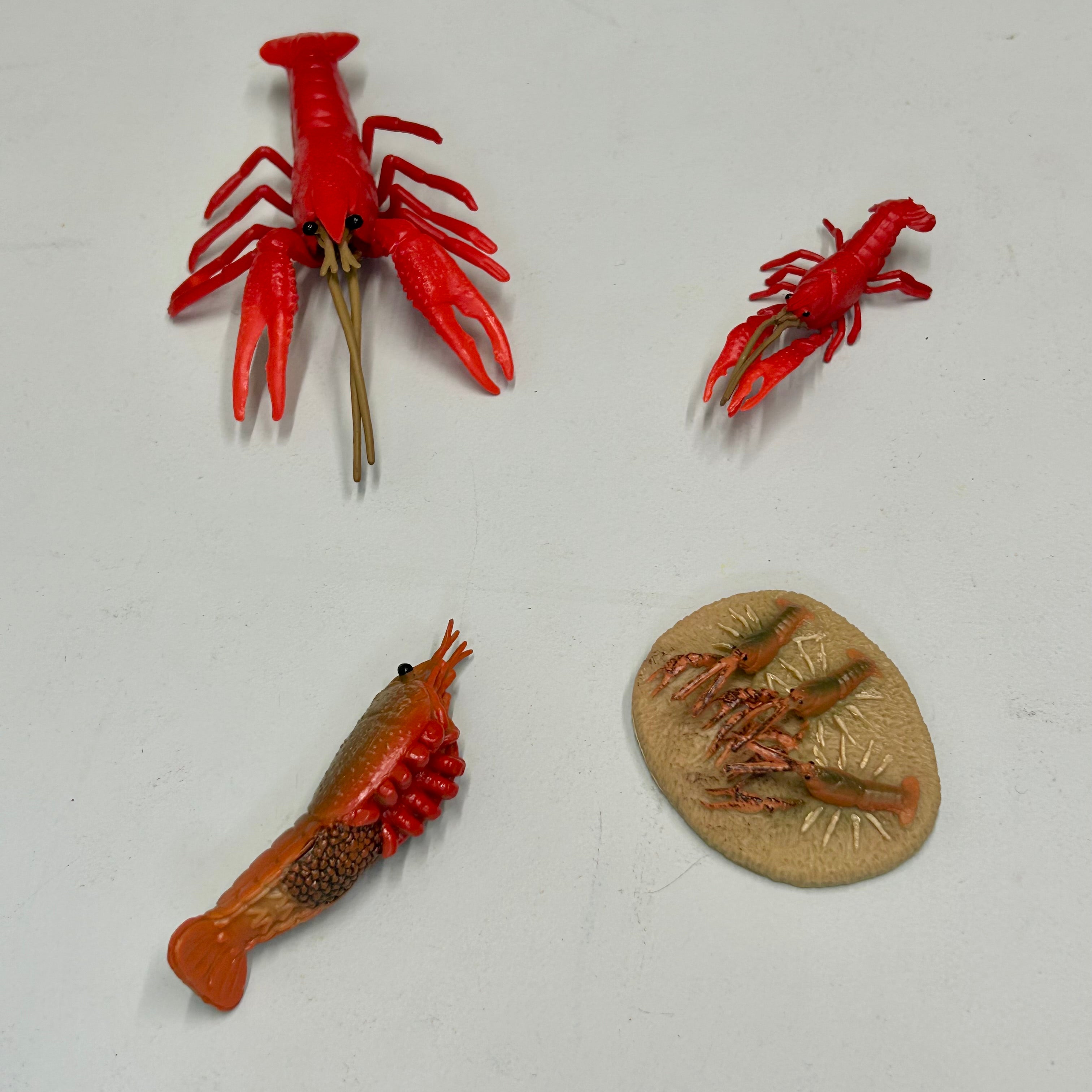 Educational life cycle of the shrimp showing stages of growth