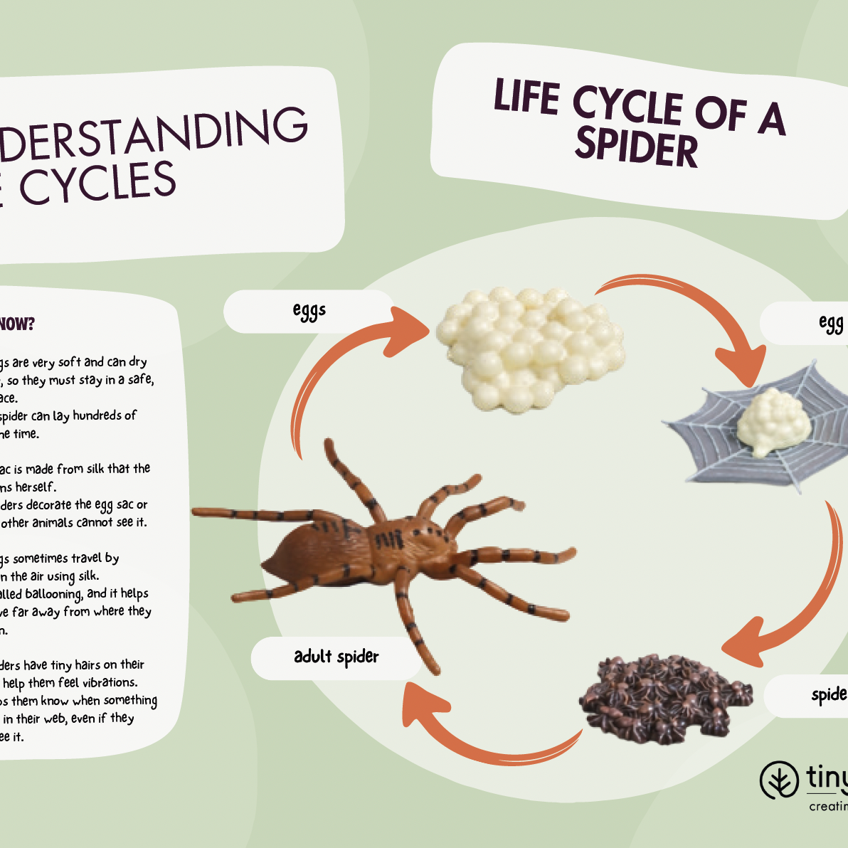 Free spider Life Cycle Fun Facts Card