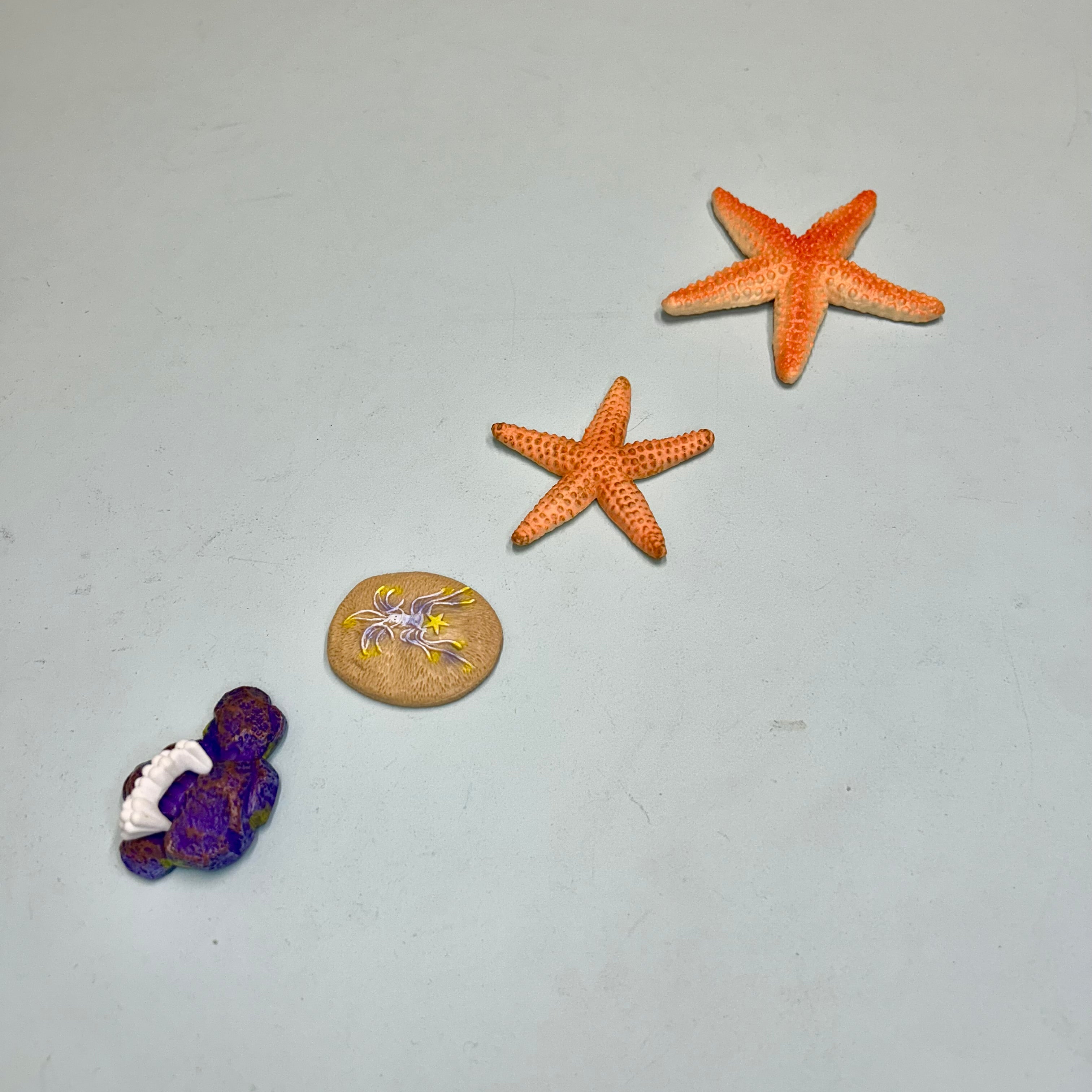 Educational life cycle of the starfish showing stages of growth