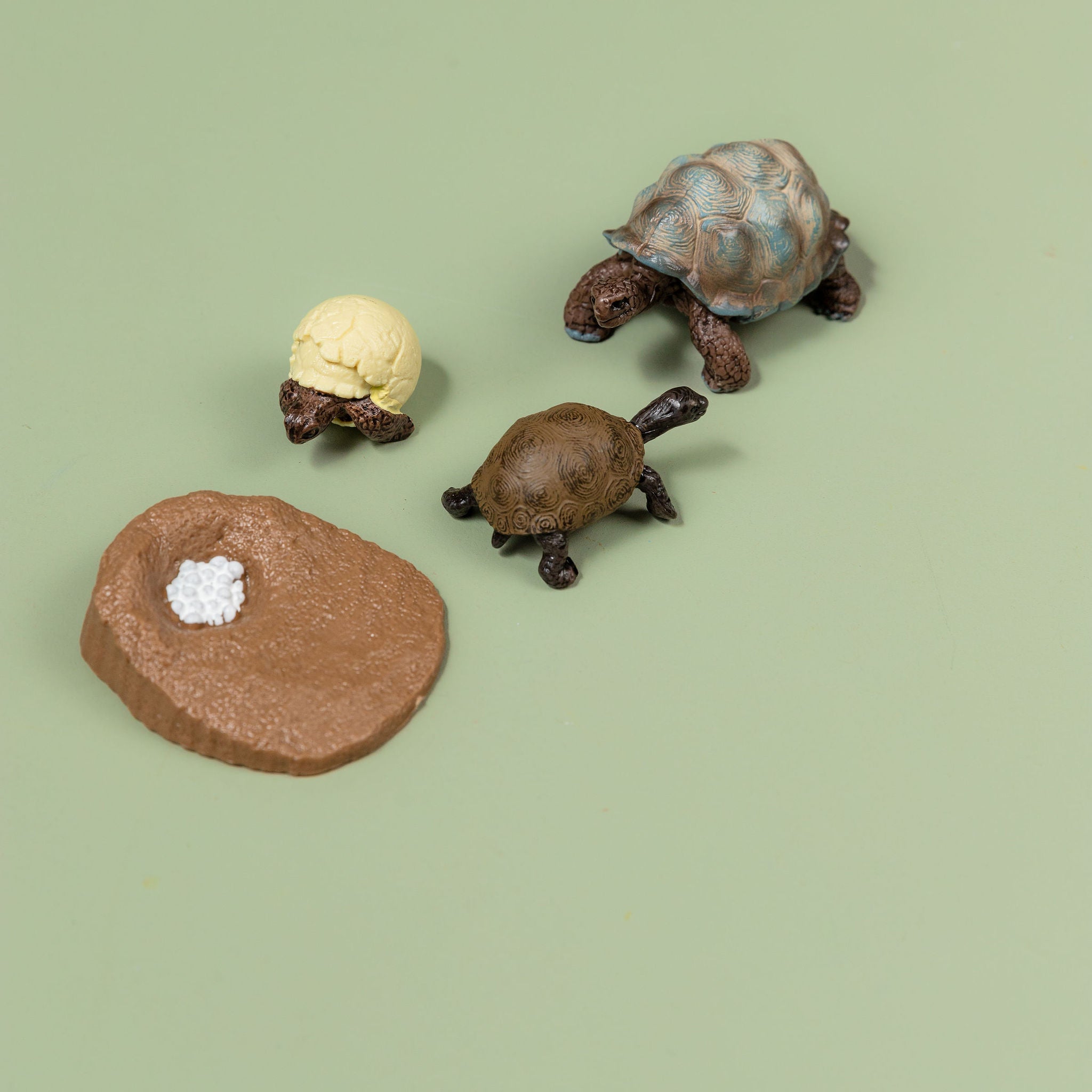 Educational life cycle of the tortoise showing stages of growth