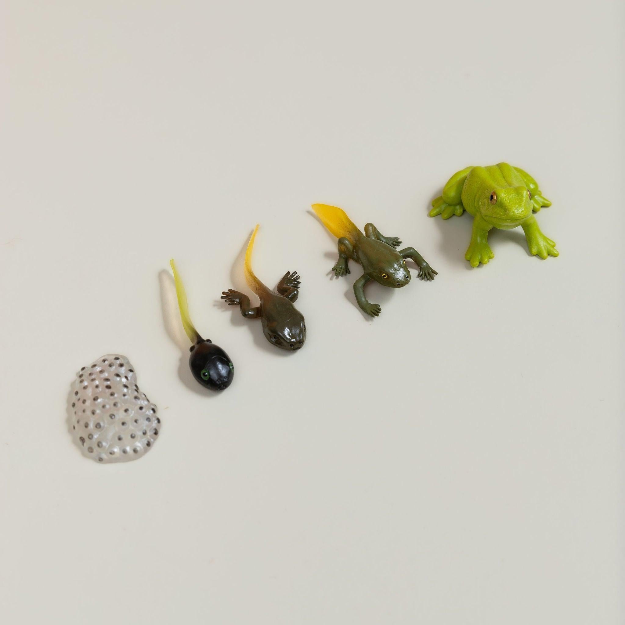 Educational life cycle of the frog showing stages of growth
