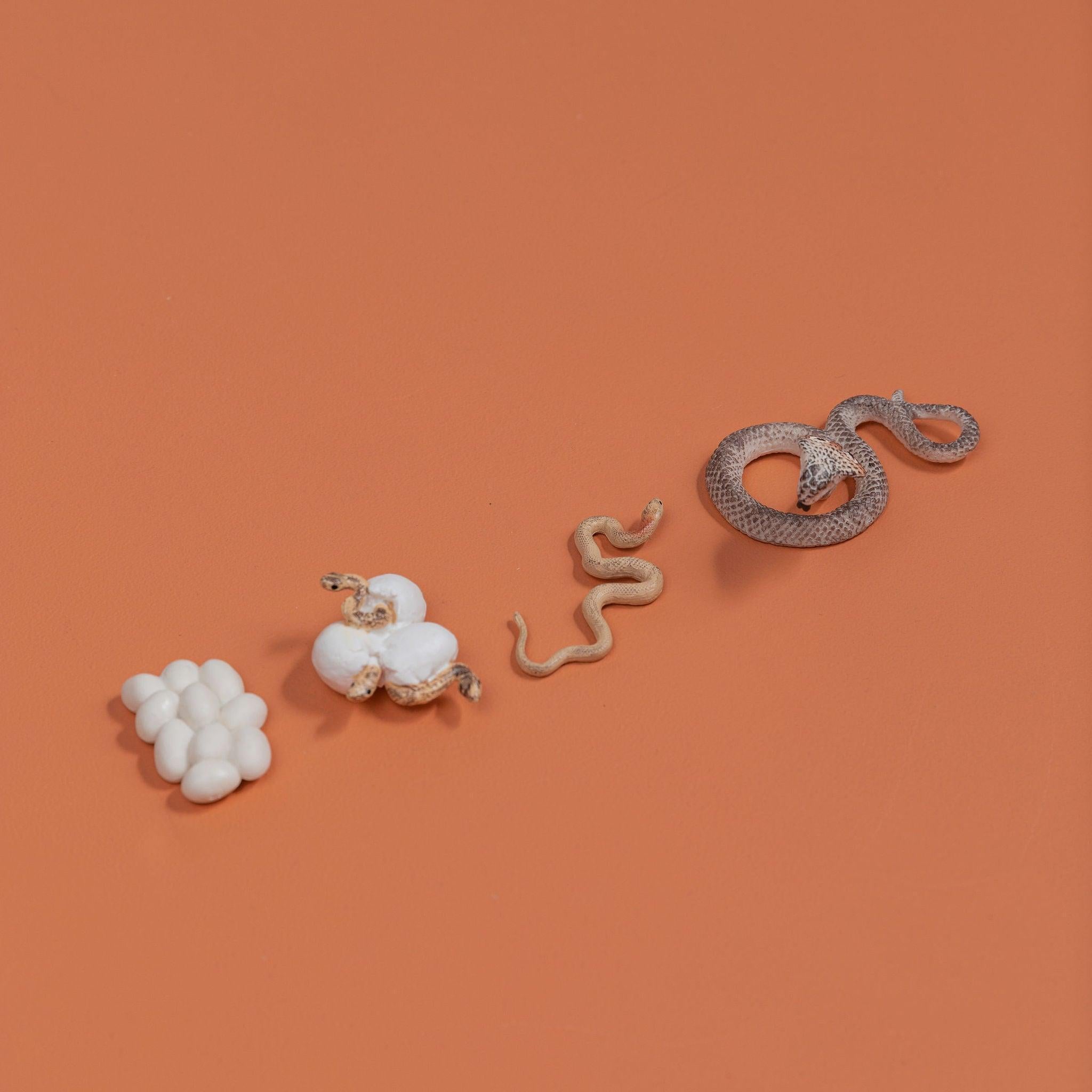 Educational life cycle of the snake showing stages of growth