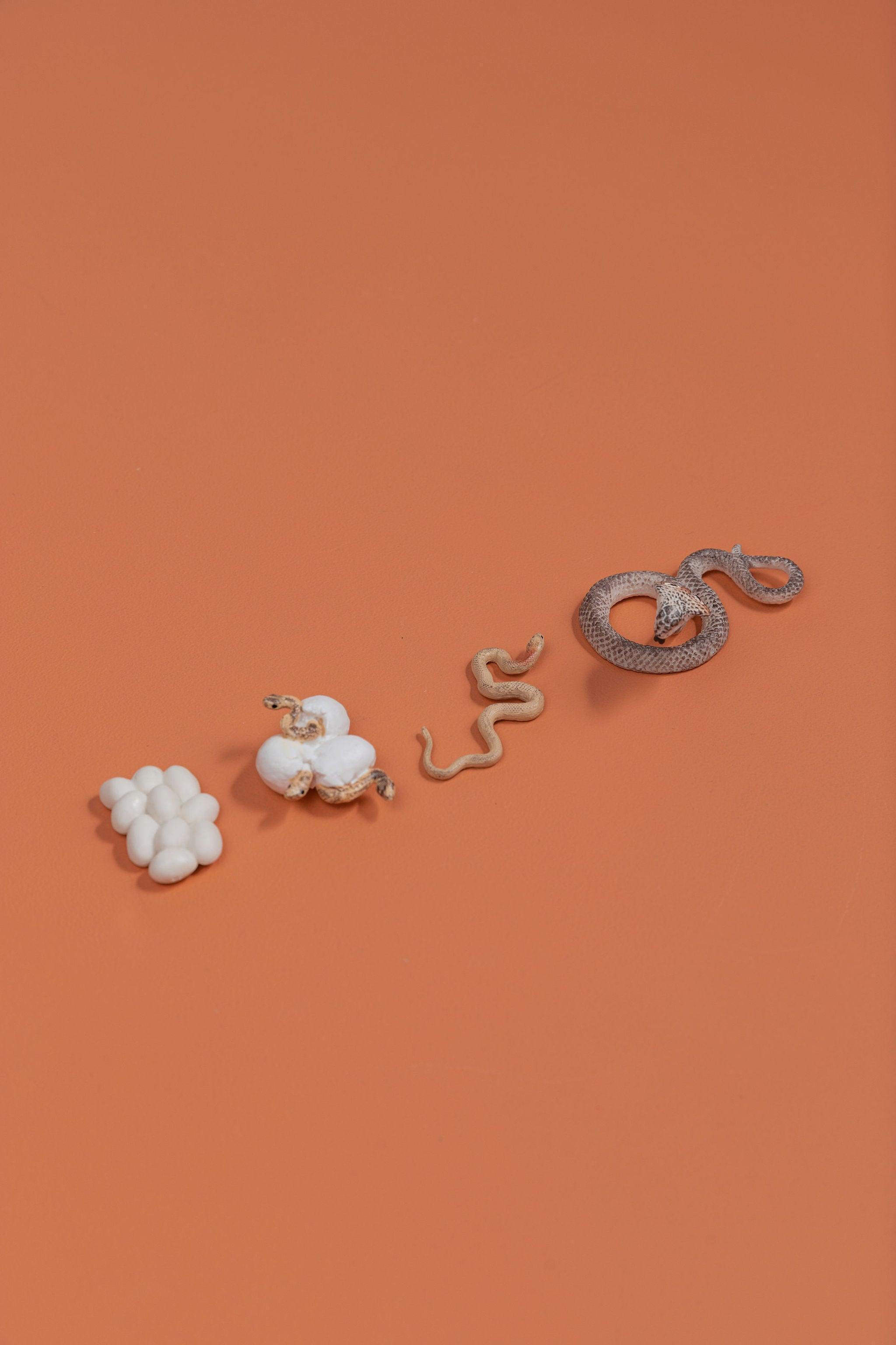 Life Cycles - Various Designs - tiny tree toys - tiny tree toys