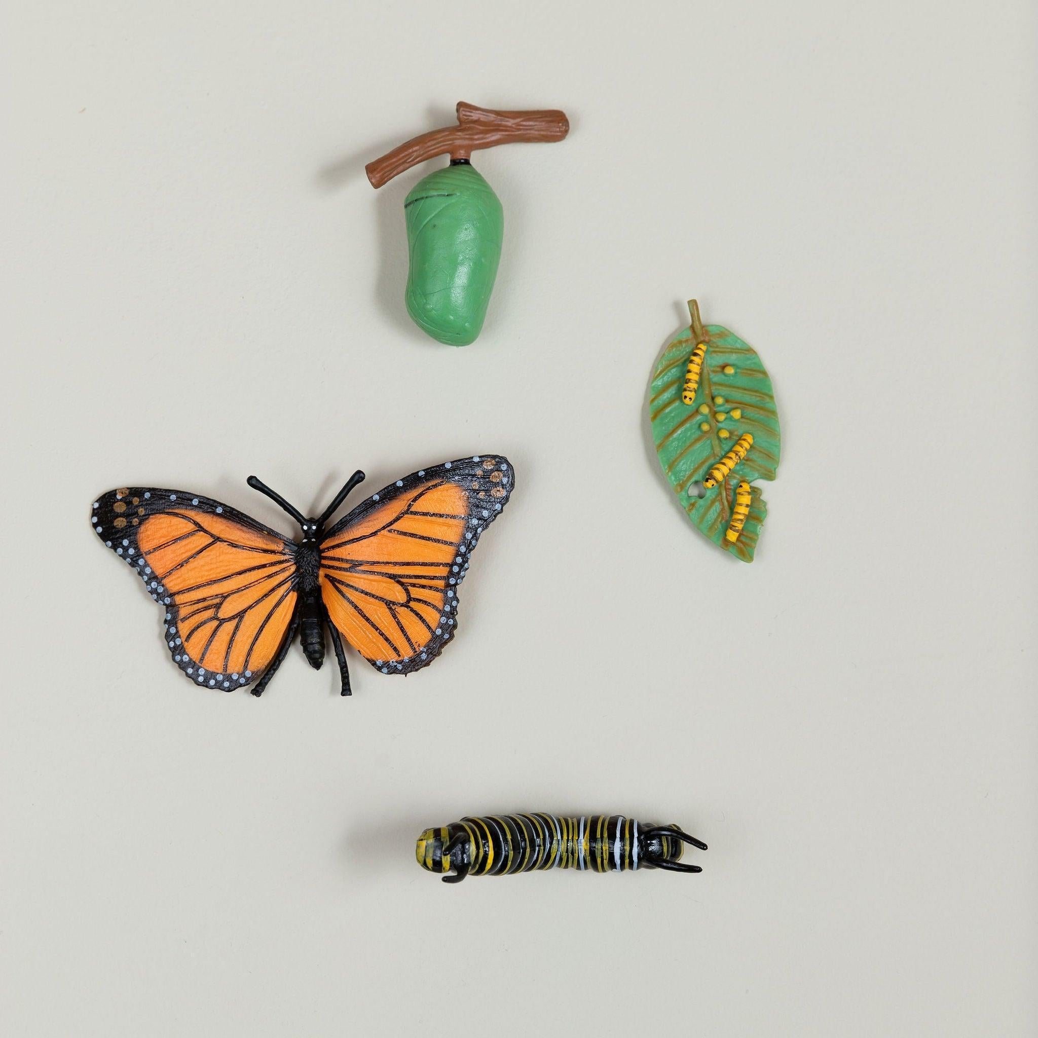 Educational life cycle of the butterfly showing stages of growth