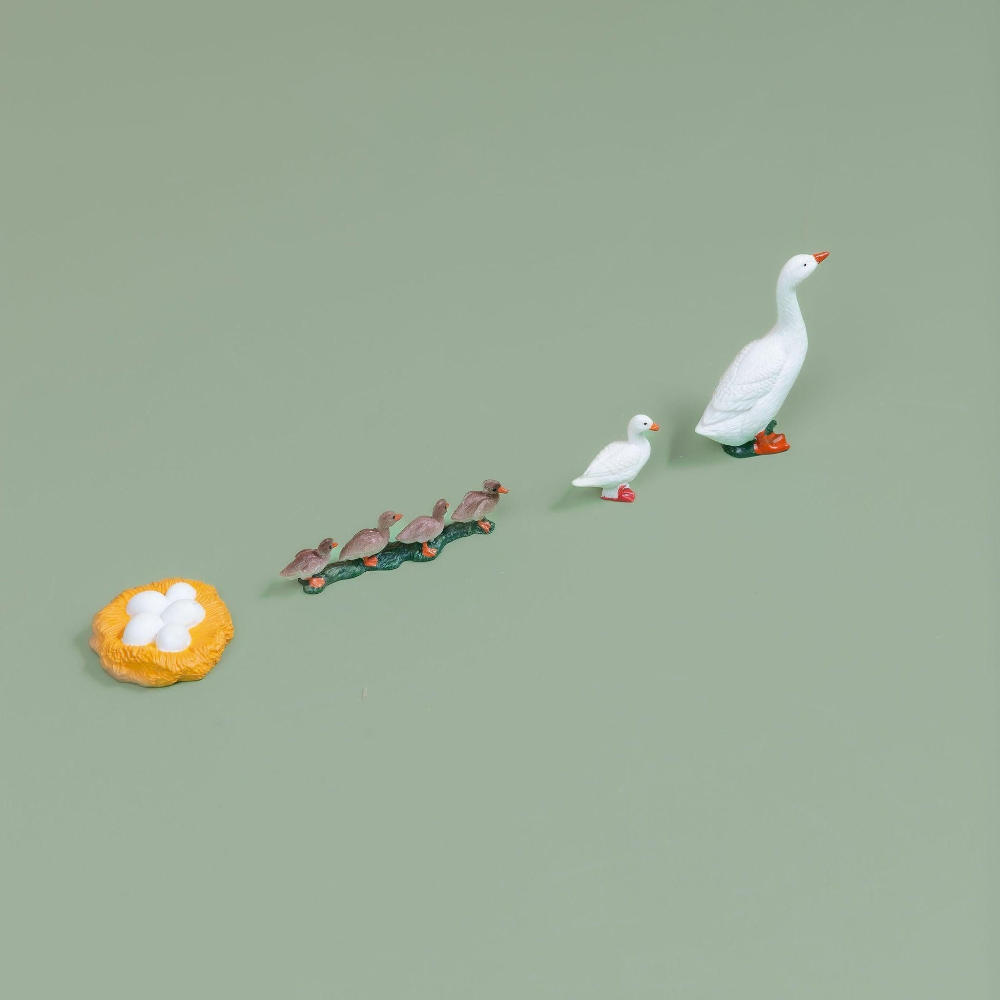 Educational life cycle of the goose showing stages of growth