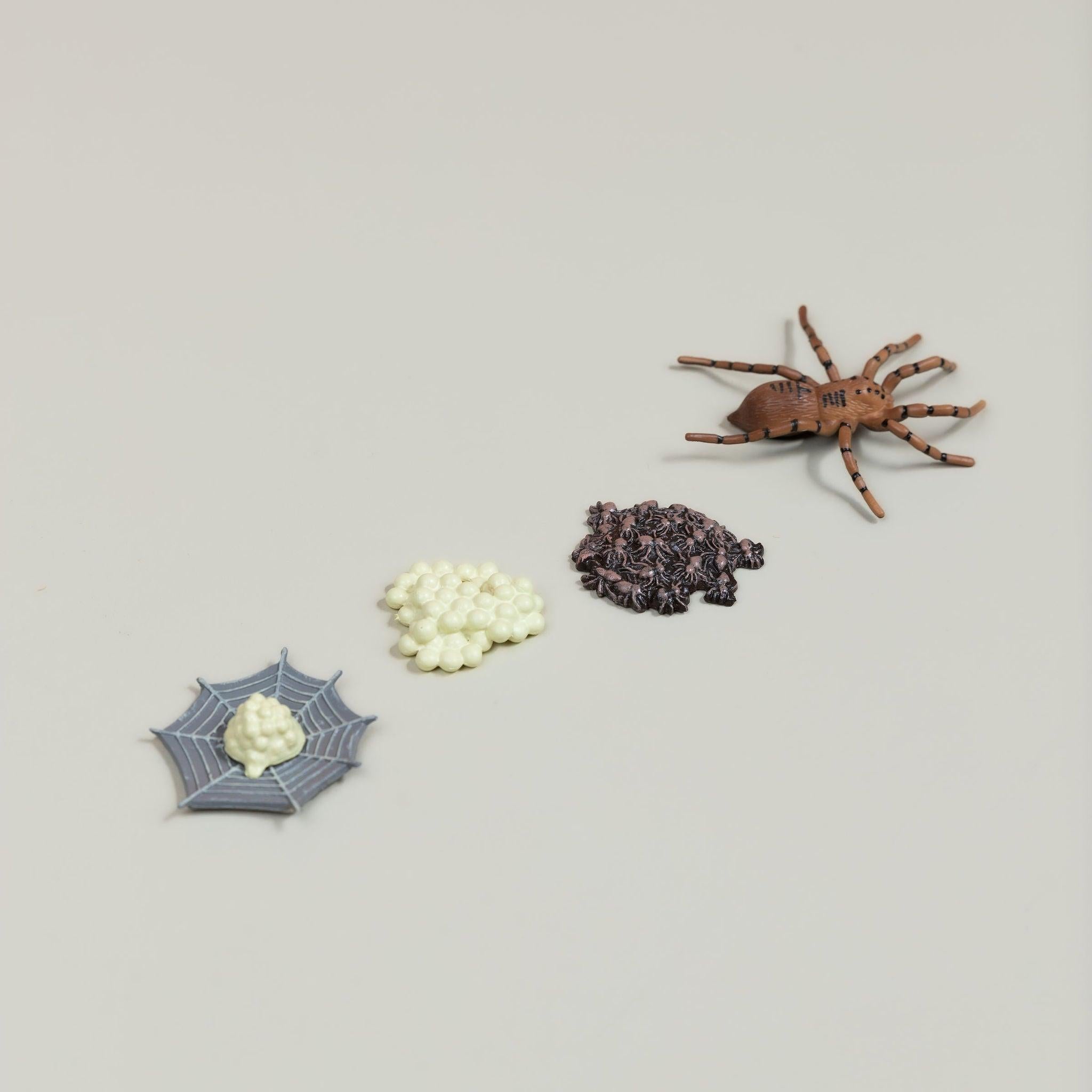 Educational life cycle of the spider showing stages of growth