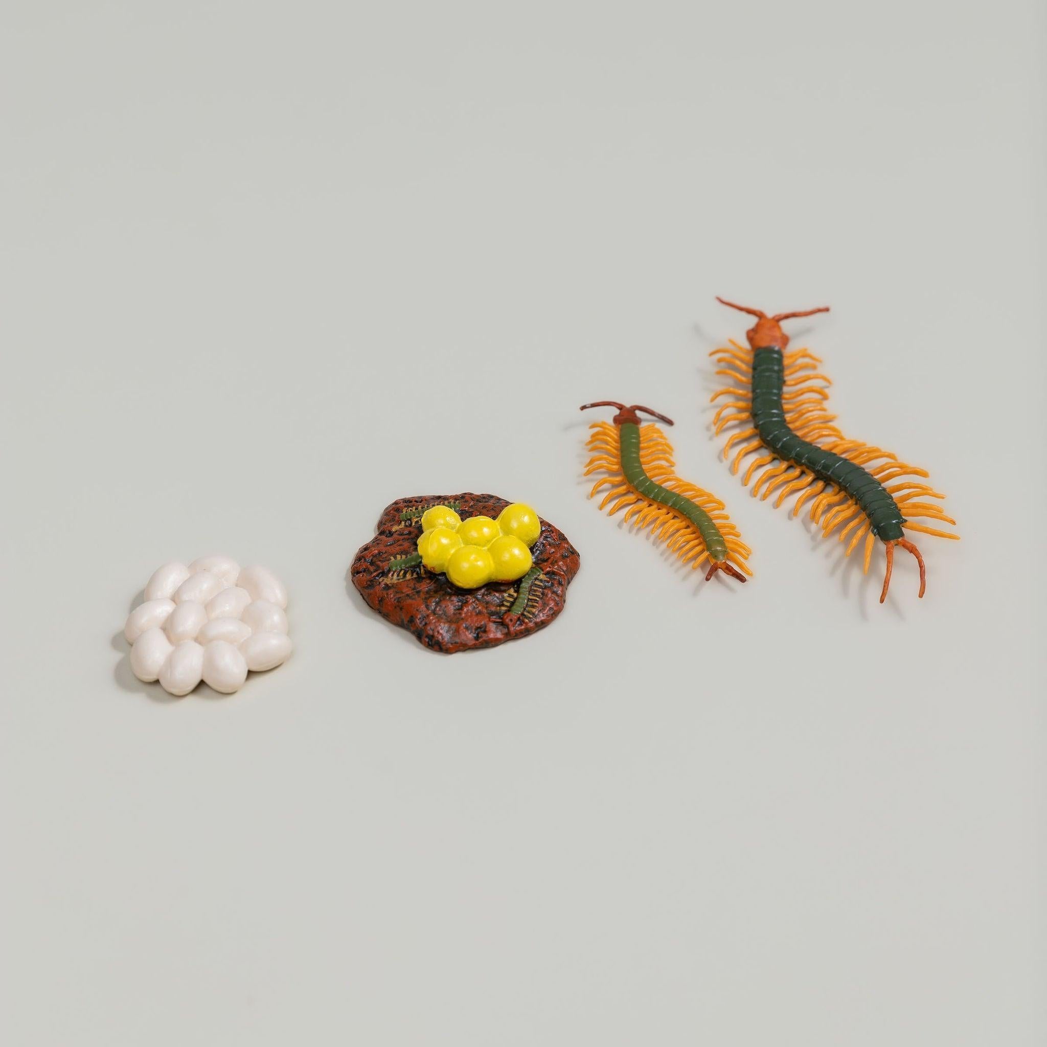 Educational life cycle of the centipede showing stages of growth