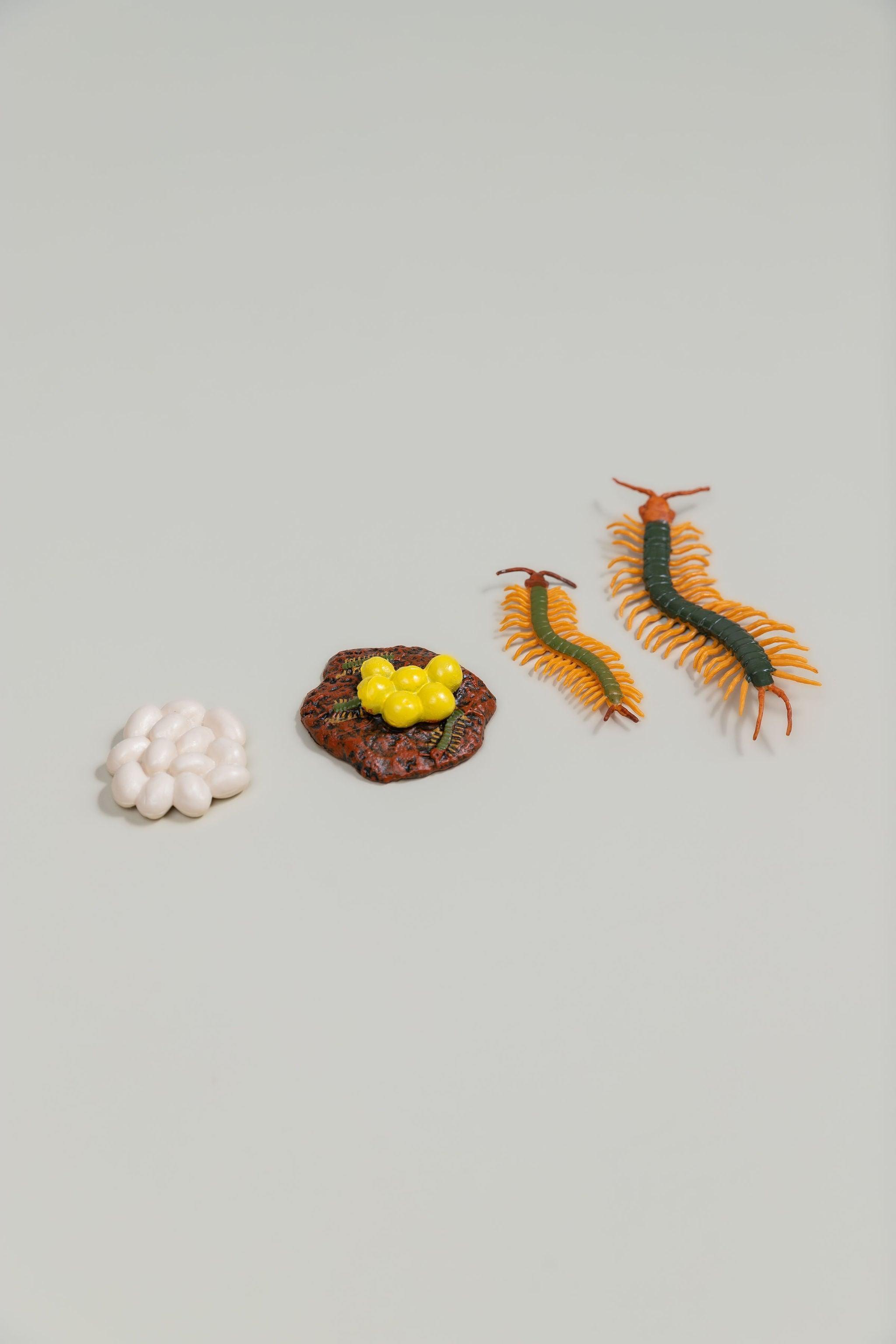 Life Cycles - Various Designs - tiny tree toys - tiny tree toys