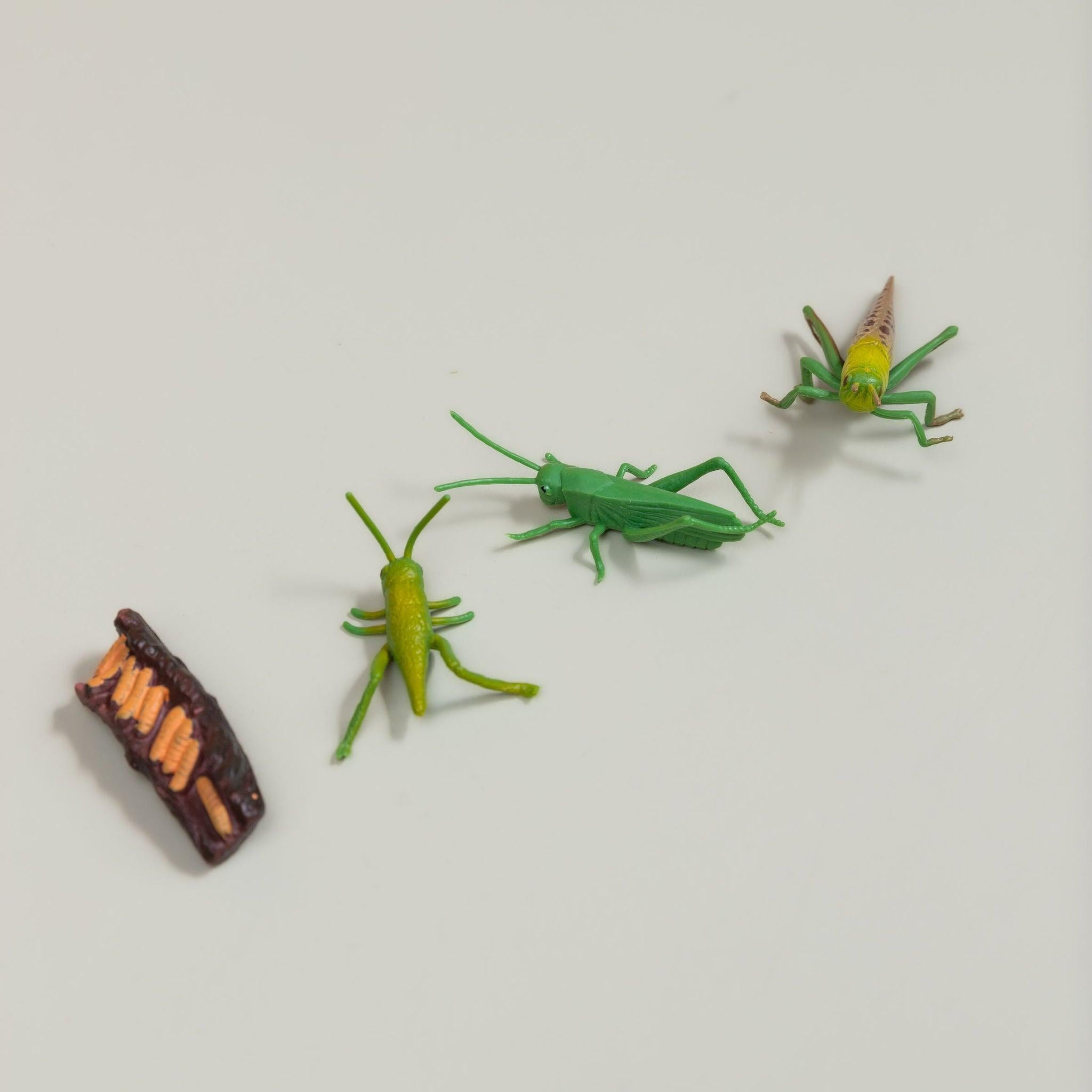 Educational life cycle of the grasshopper showing stages of growth