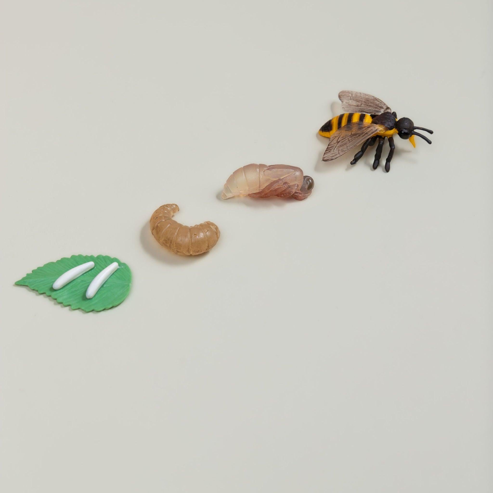 Educational life cycle of the bee showing stages of growth
