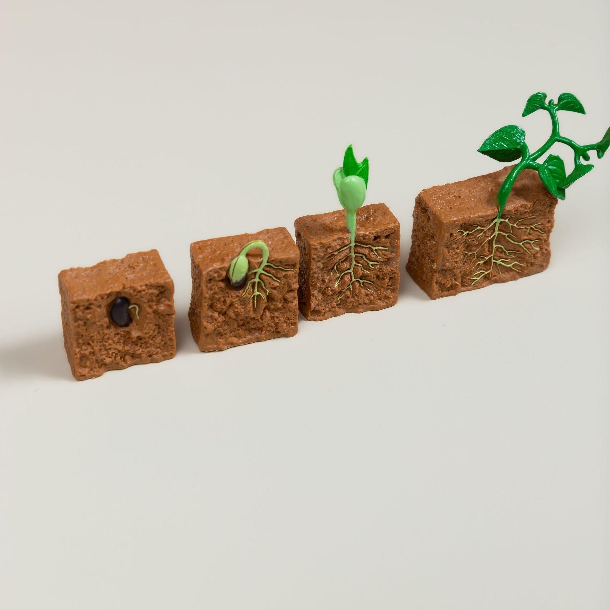 Educational life cycle of the bean showing stages of growth