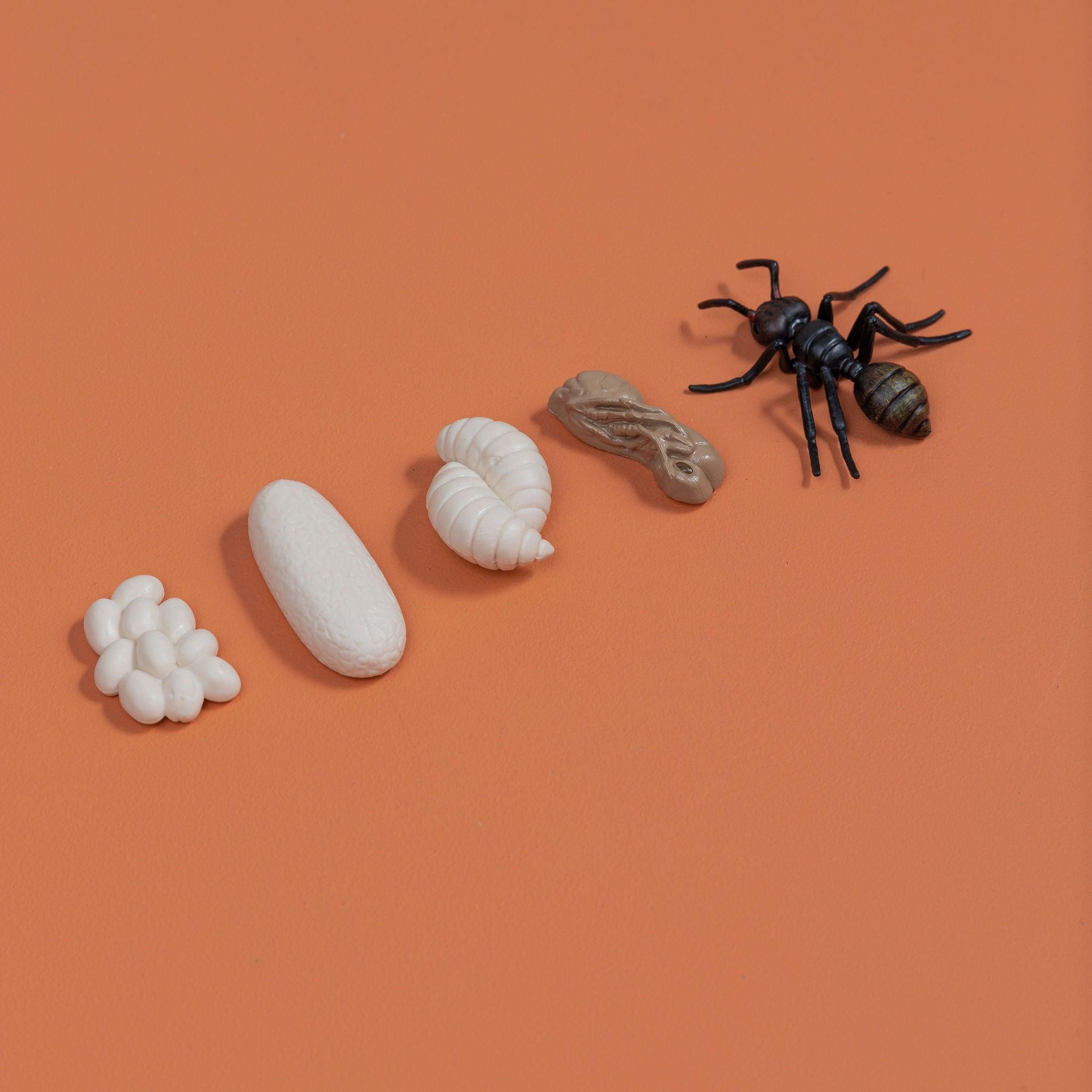 Educational life cycle of the ant showing stages of growth