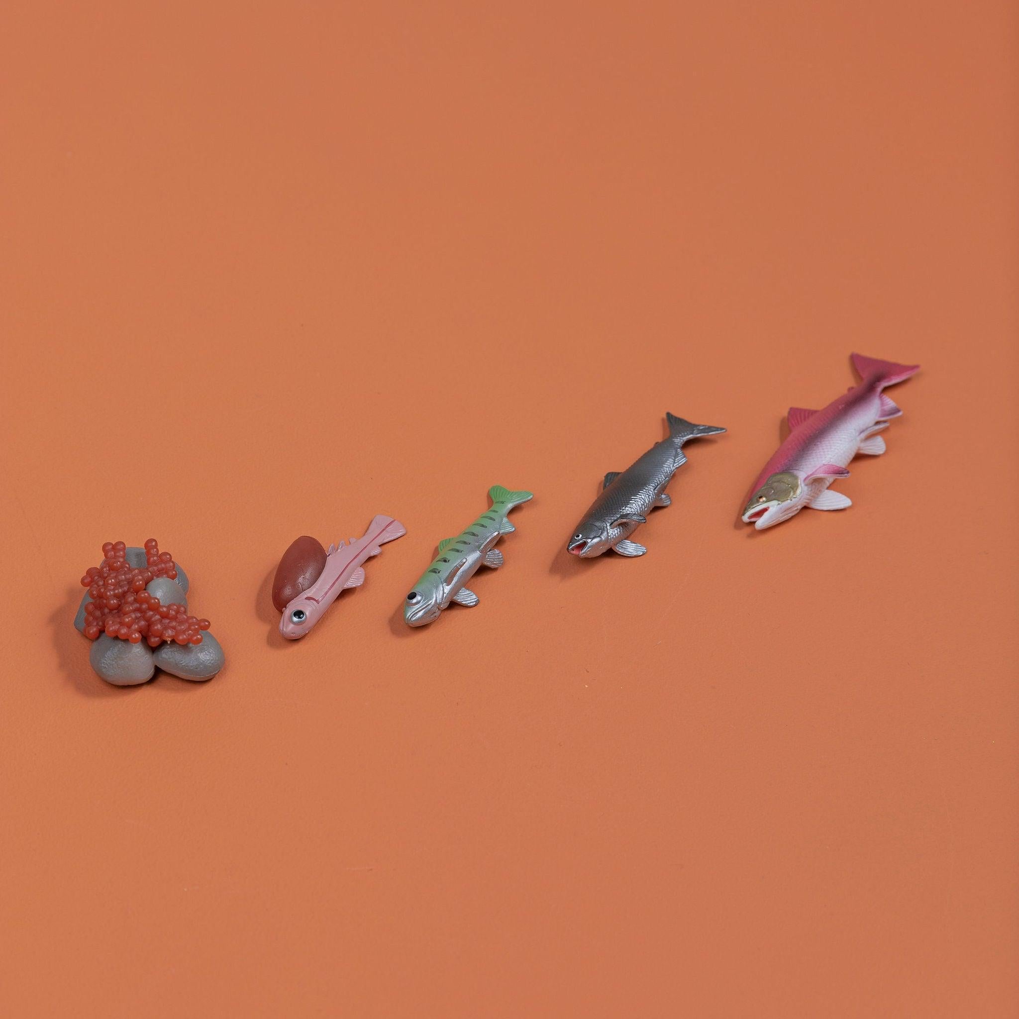 Educational life cycle of the salmon showing stages of growth