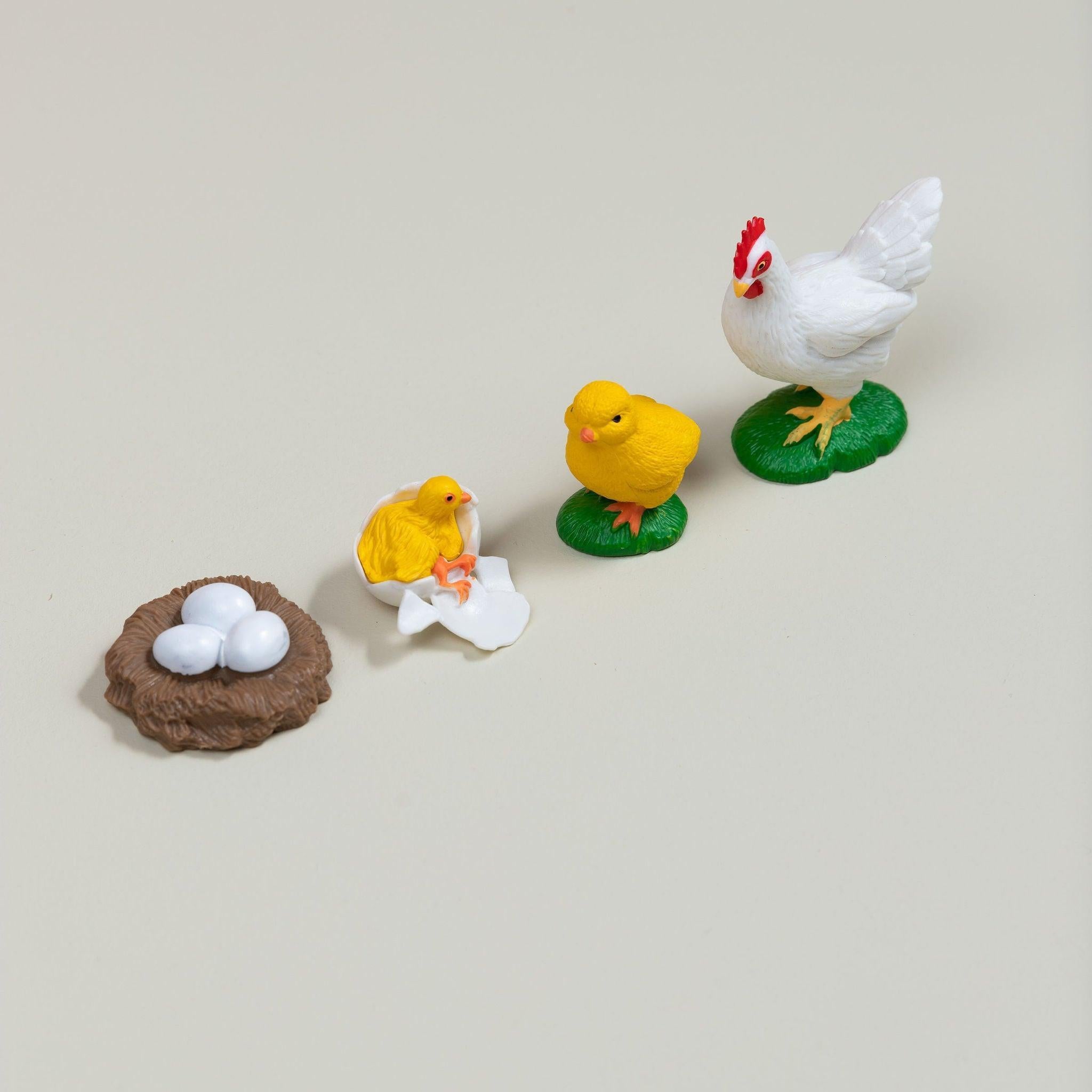 Educational life cycle of the chicken showing stages of growth
