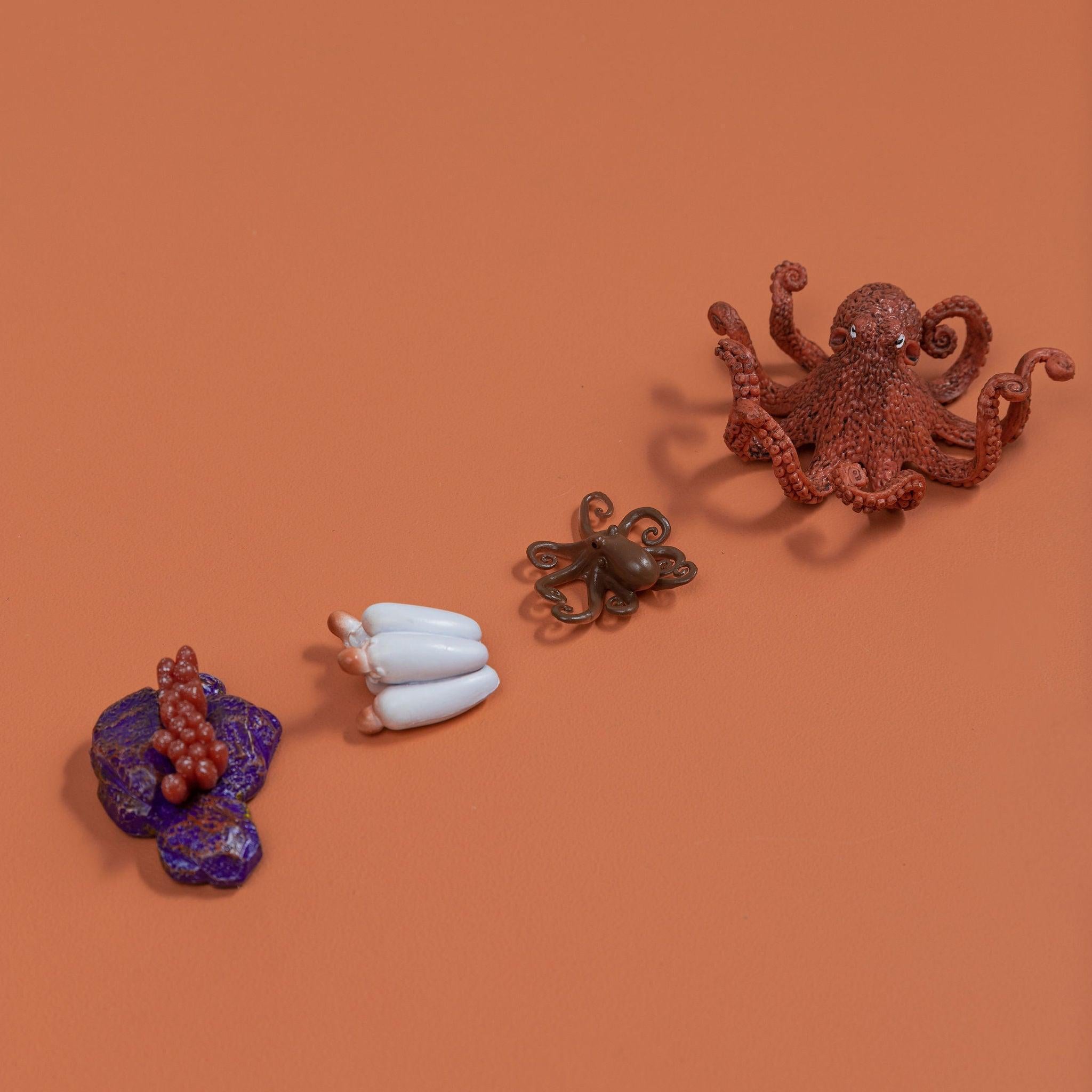 Educational life cycle of the octopus showing stages of growth