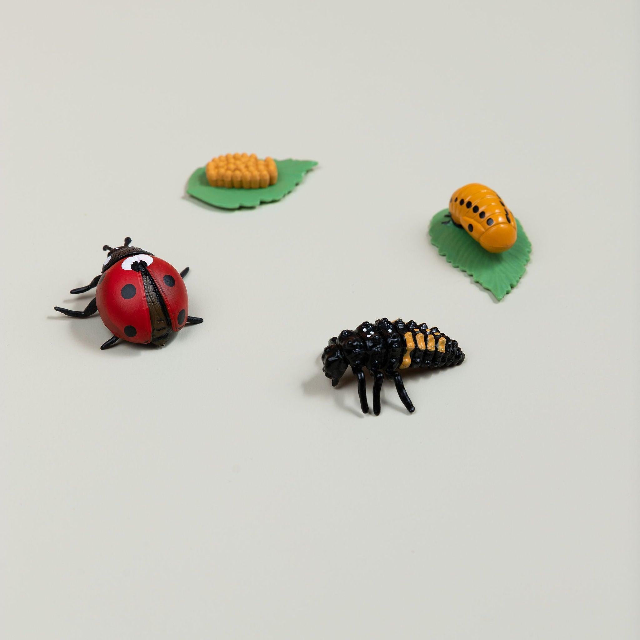 Educational life cycle of the beetle showing stages of growth
