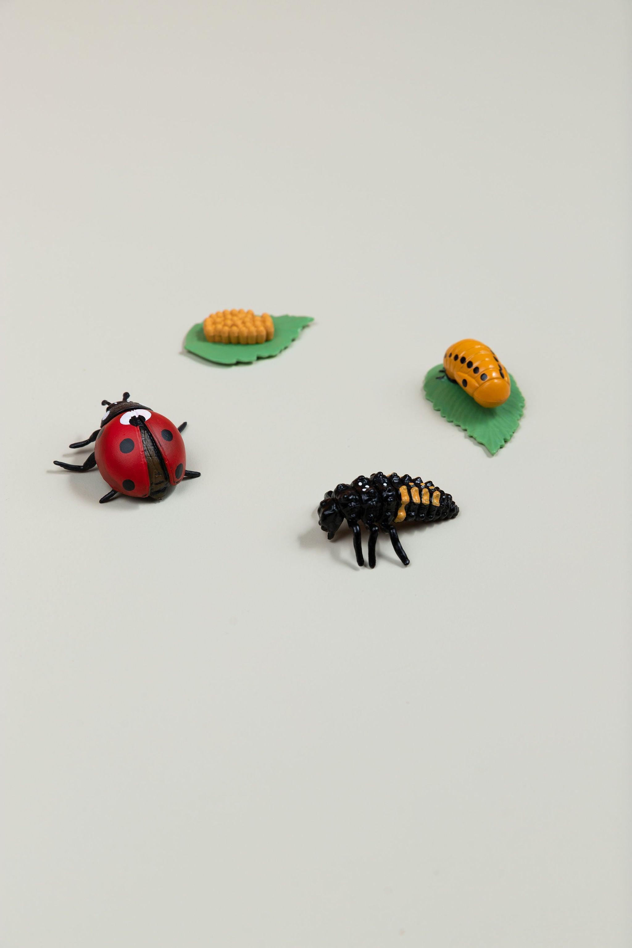 Life Cycles - Various Designs - tiny tree toys - tiny tree toys