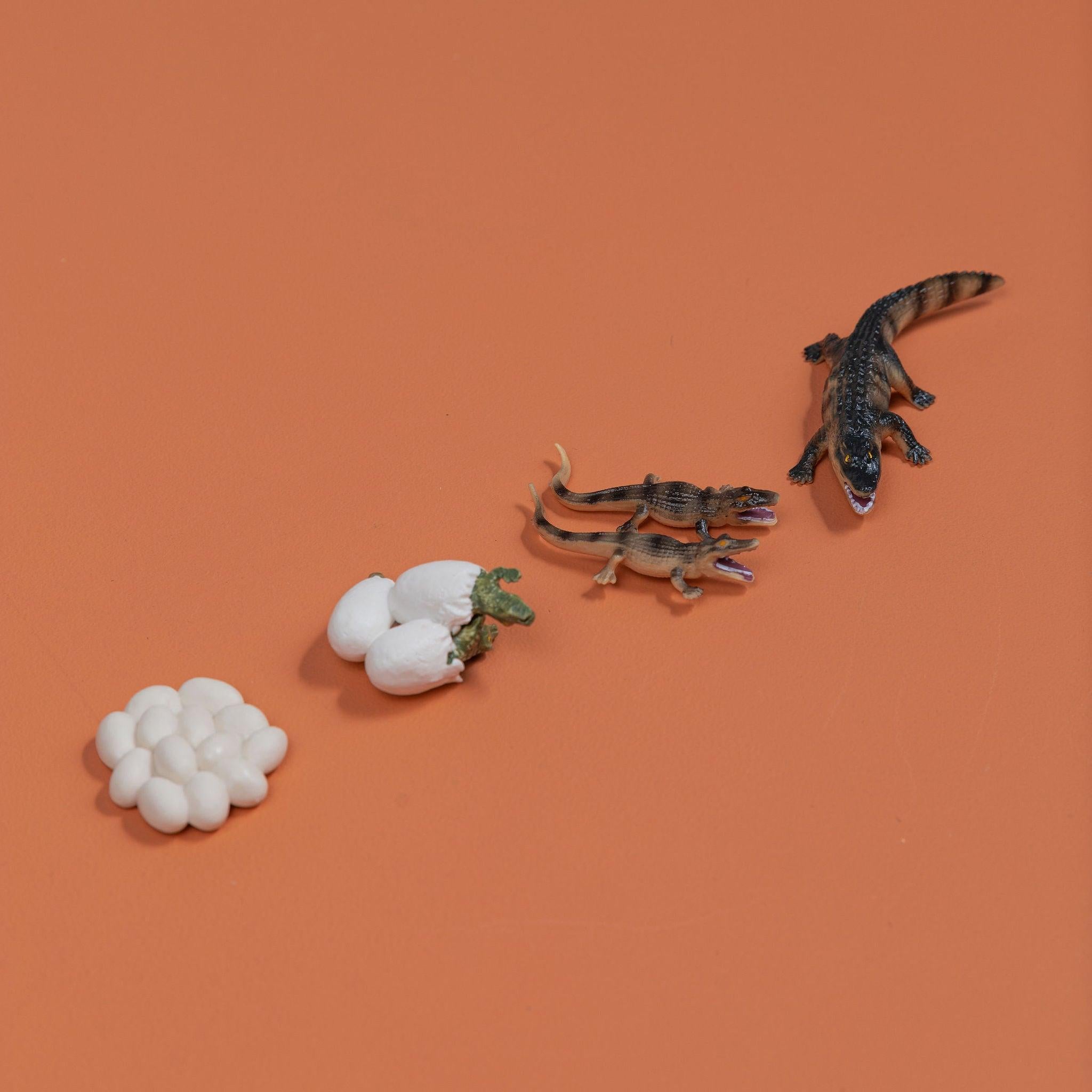 Educational life cycle of the crocodile showing stages of growth
