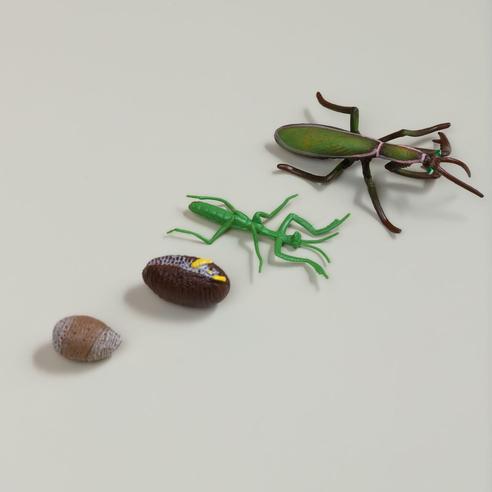 Educational life cycle of the Praying Mantis showing stages of growth