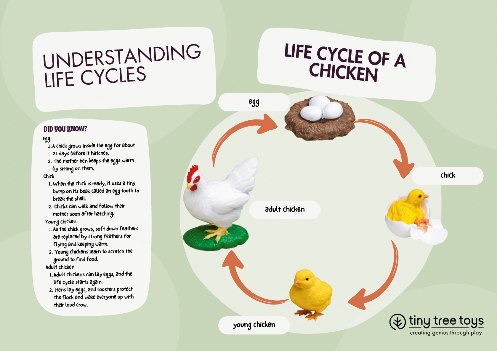Free Chicken Life Cycle Fun Facts Card 
