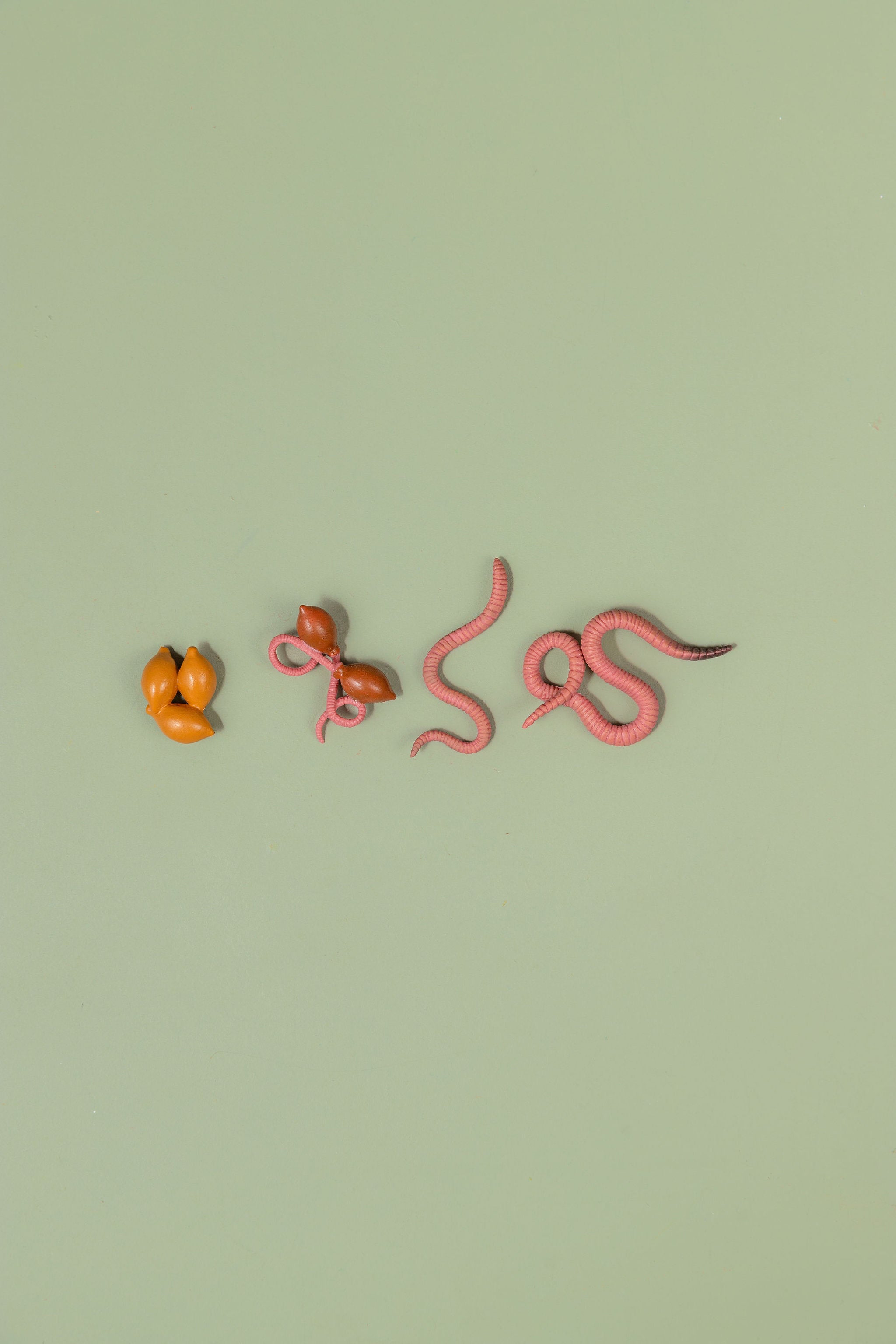 Educational life cycle of the earthworm showing stages of growth 