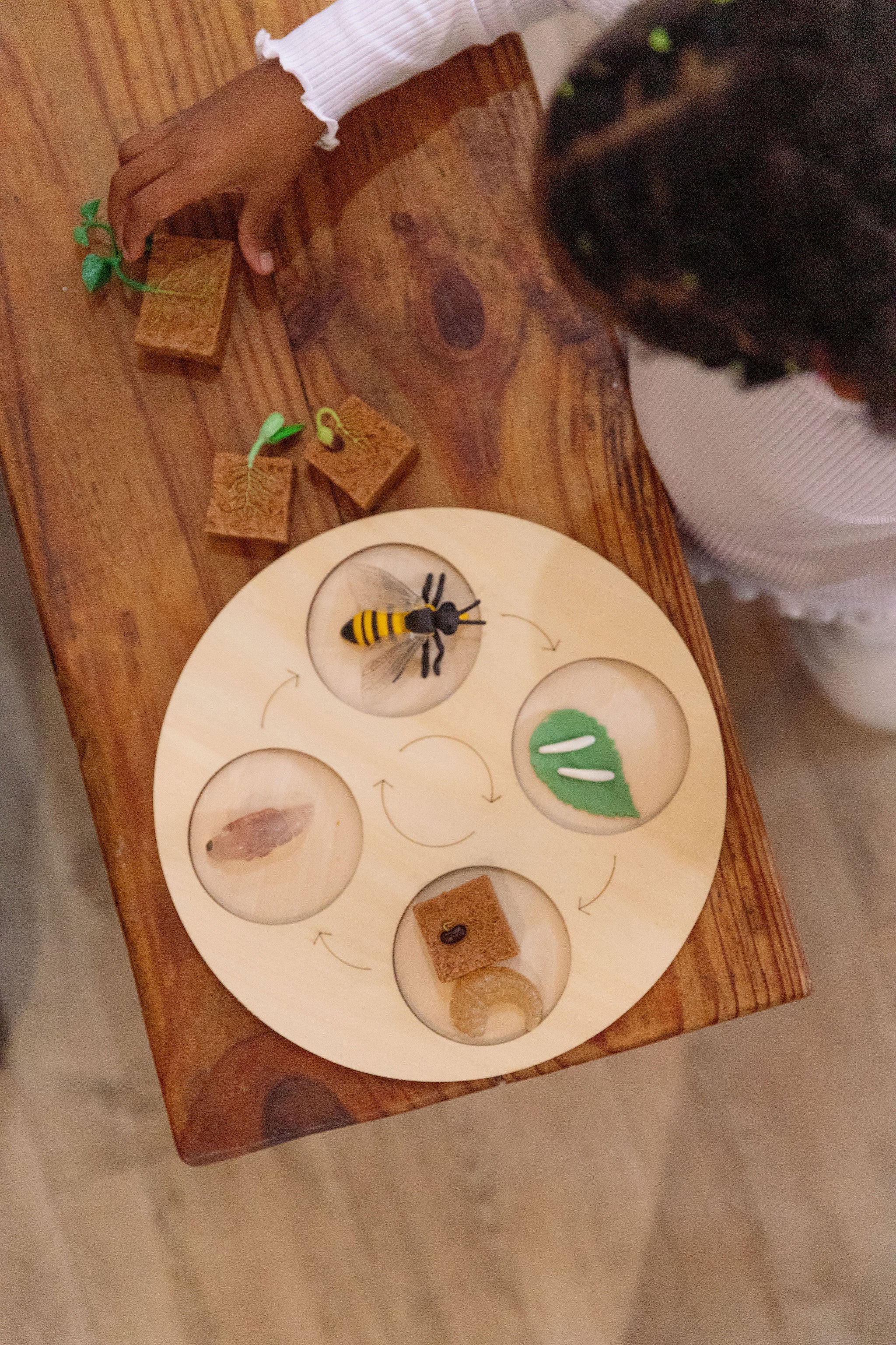 Life cycles learning set for kids hands-on science play