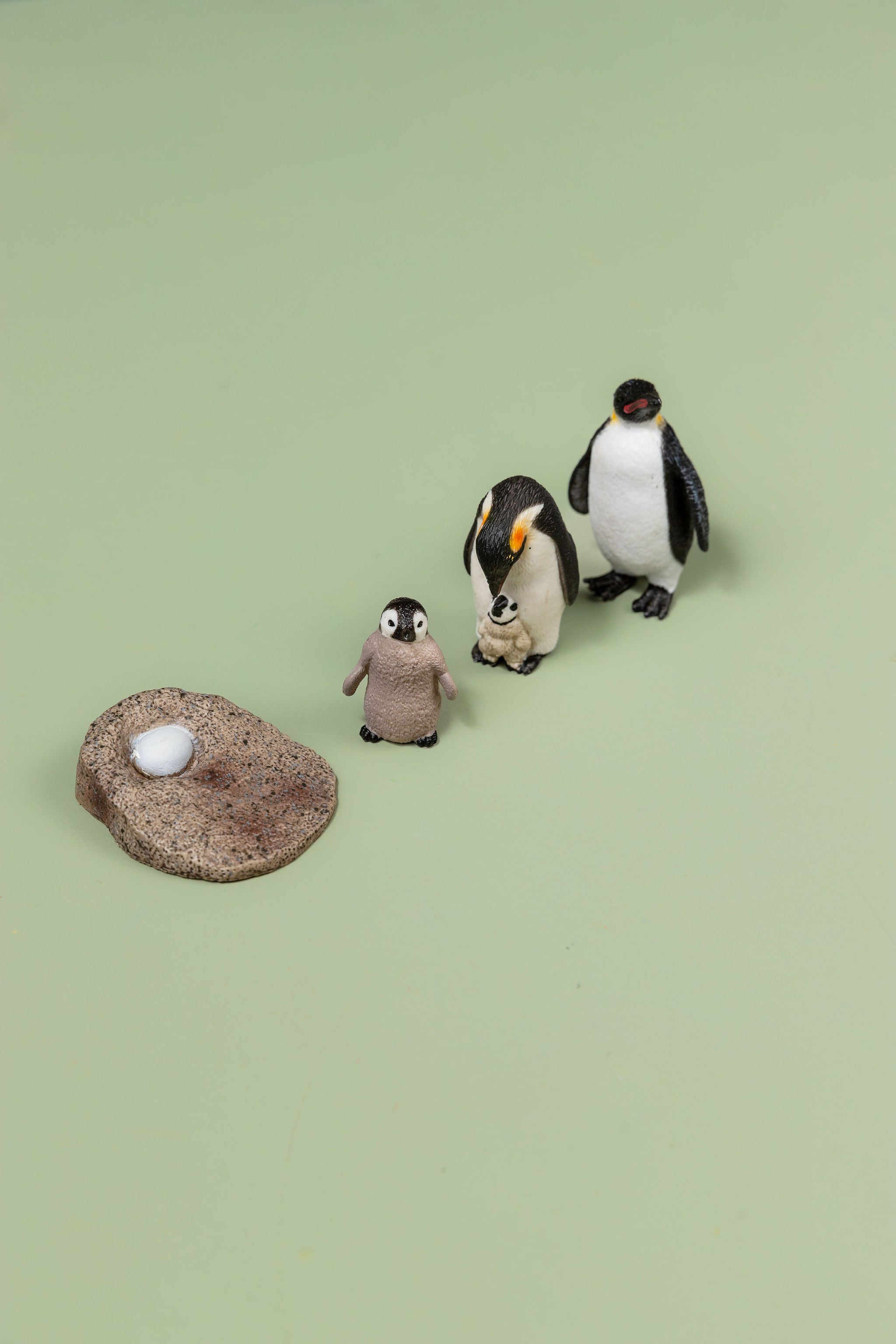 Educational life cycle of the penguin showing stages of growth 