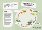 FREE Printable Life Cycle of a Dragonfly