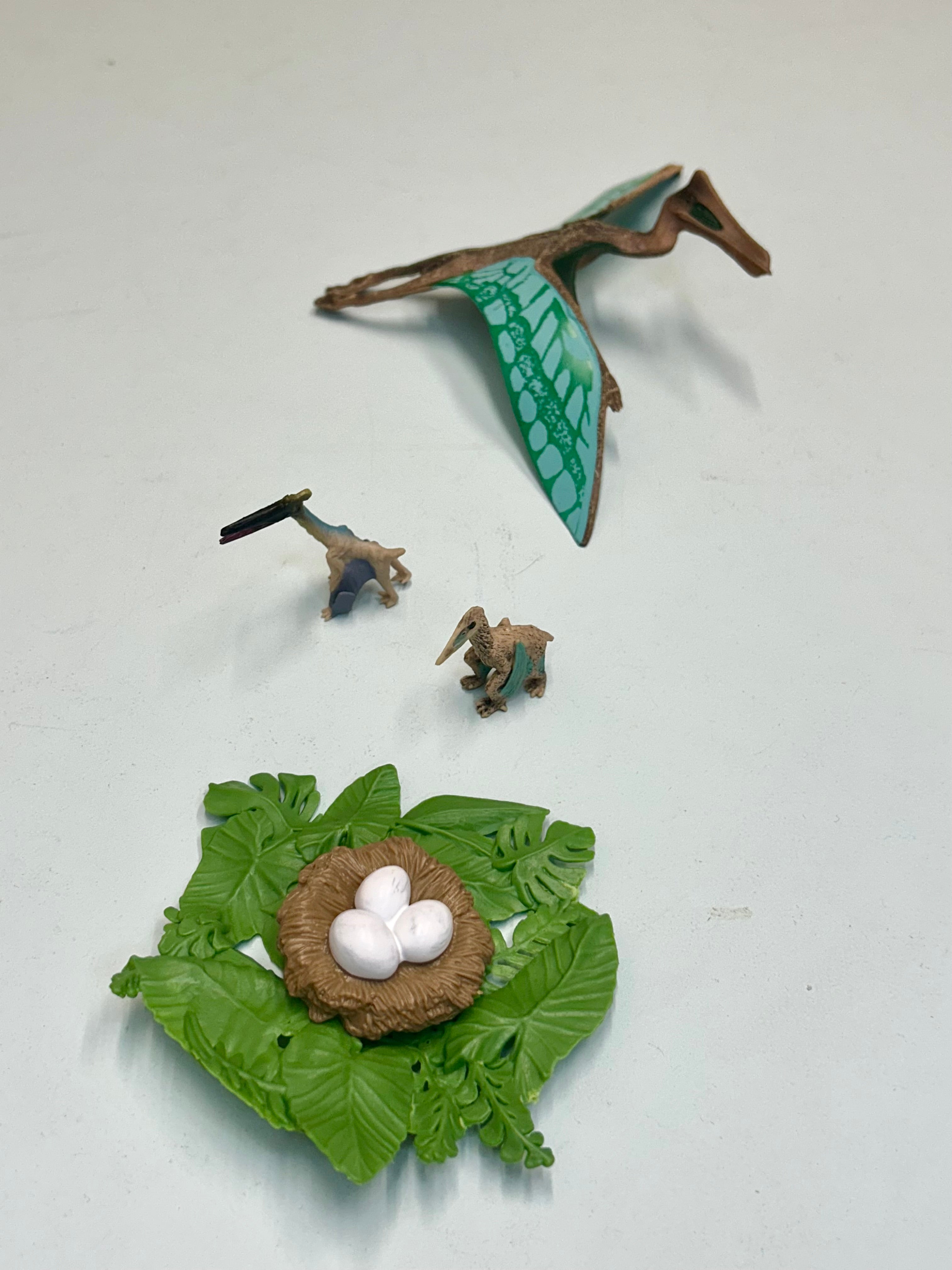 Educational life cycle of the Pterosaur showing stages of growth 