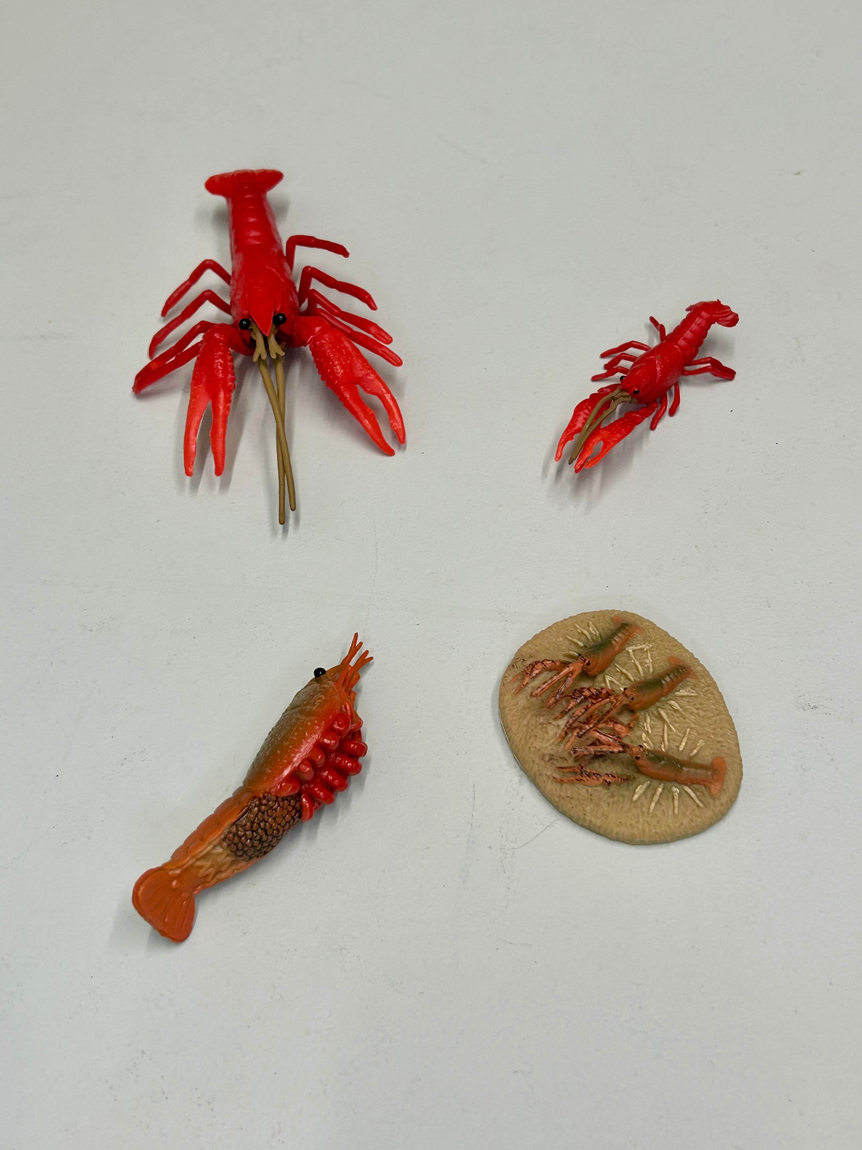 Educational life cycle of the shrimp showing stages of growth 