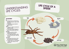 Free spider Life Cycle Fun Facts Card 