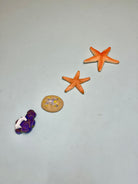 Educational life cycle of the starfish showing stages of growth 