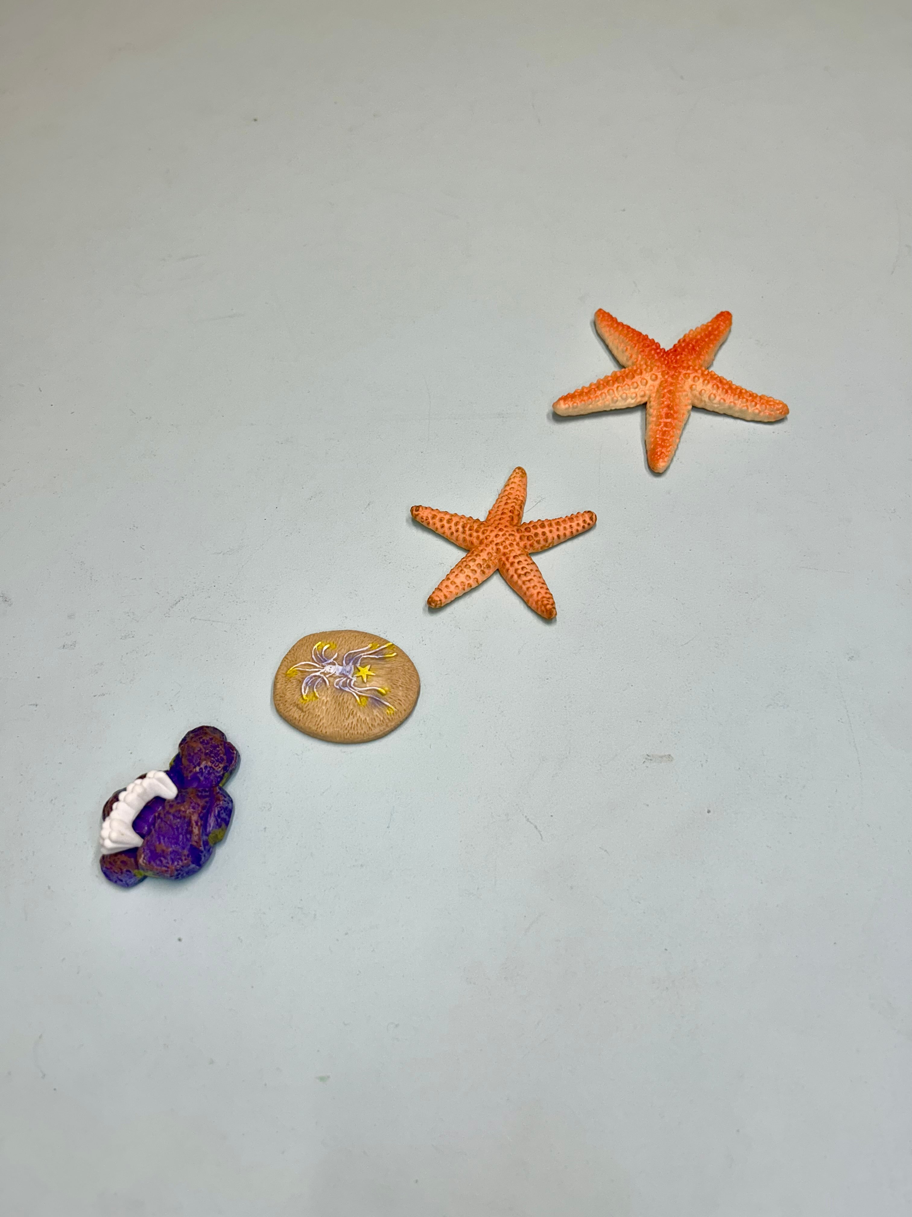 Educational life cycle of the starfish showing stages of growth 