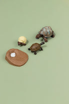 Educational life cycle of the tortoise showing stages of growth 
