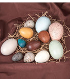 Natural Wooden Eggs Set - tiny tree toys
