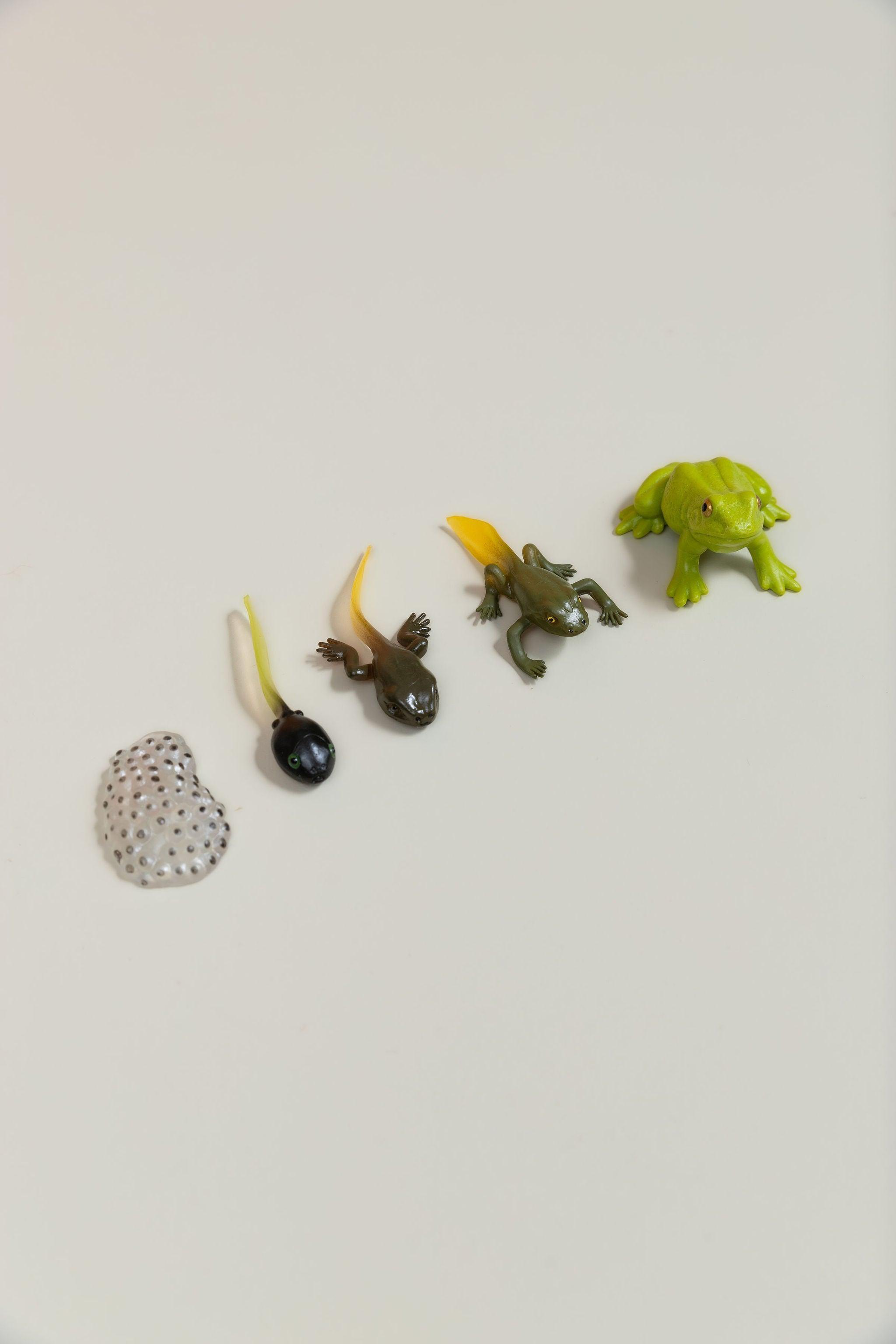 Life Cycles - Various Designs - tiny tree toys - tiny tree toys