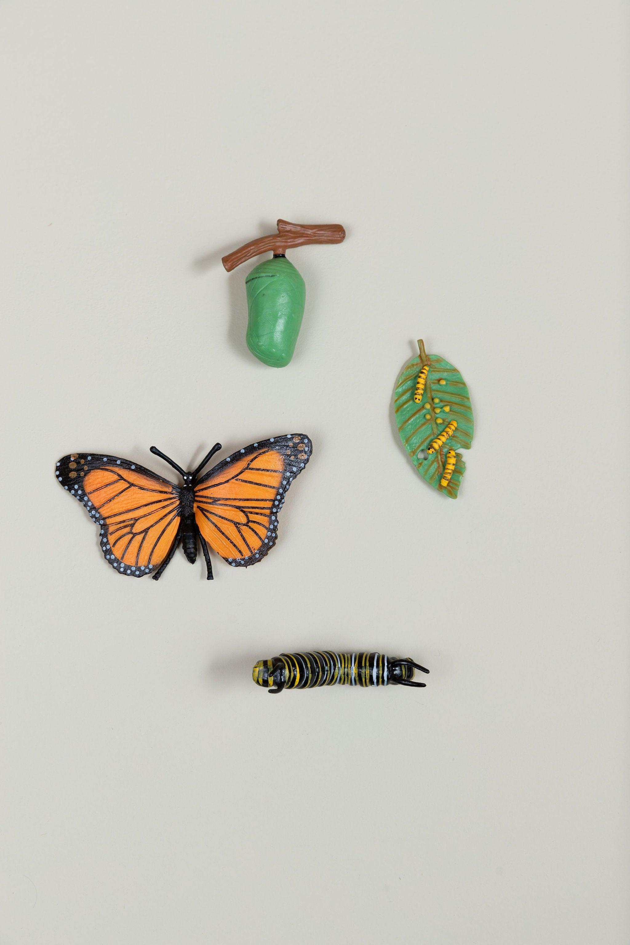 Life Cycles - Various Designs - tiny tree toys - tiny tree toys