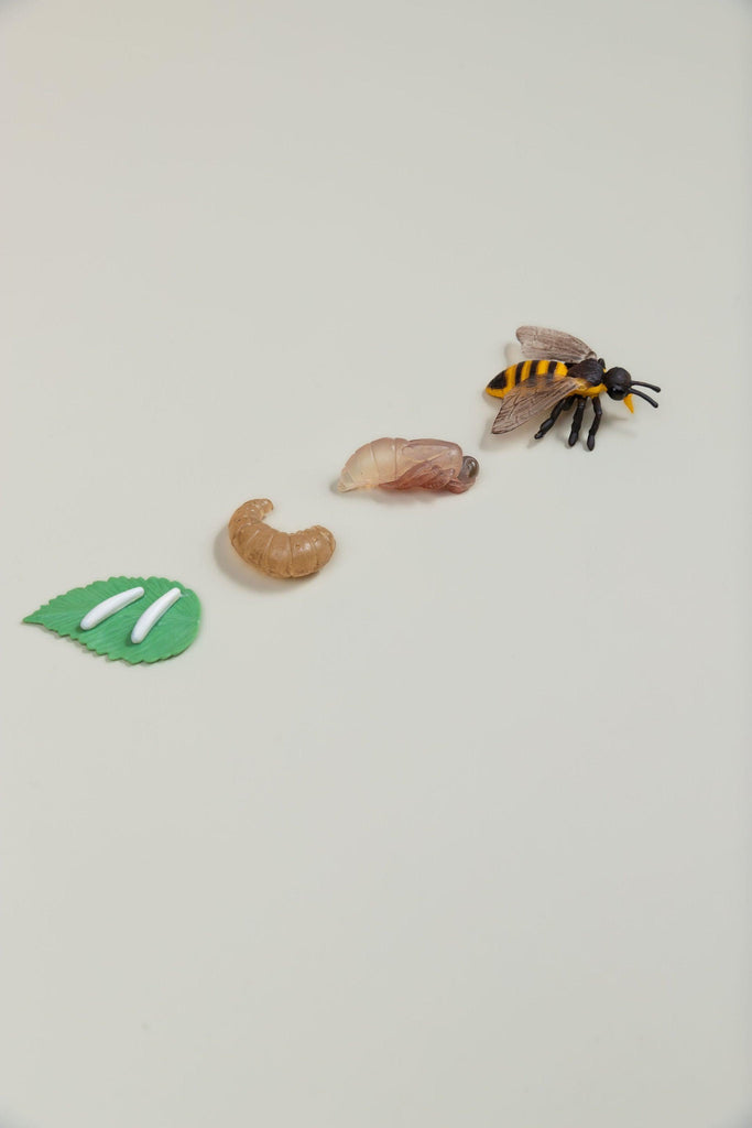 Life Cycles - Various Designs - tiny tree toys - tiny tree toys