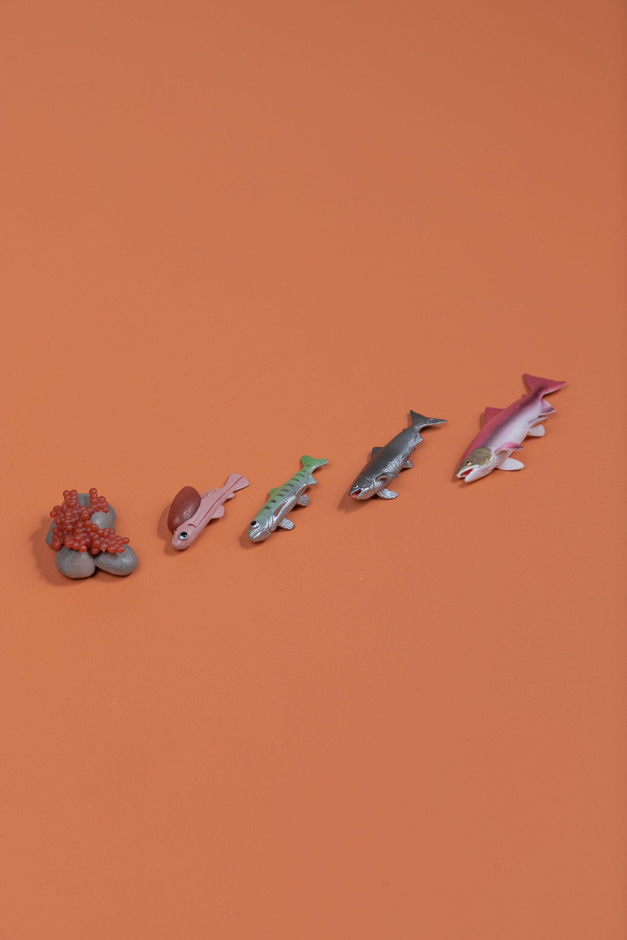 Life Cycles - Various Designs - tiny tree toys - tiny tree toys