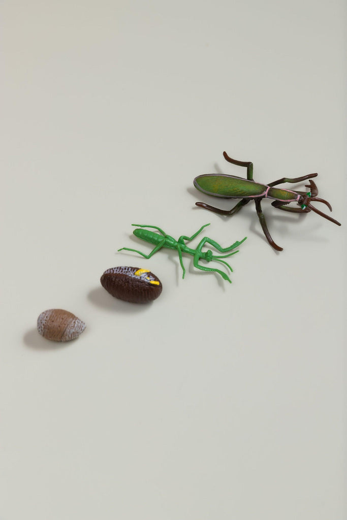 Life Cycles - Various Designs - tiny tree toys - tiny tree toys